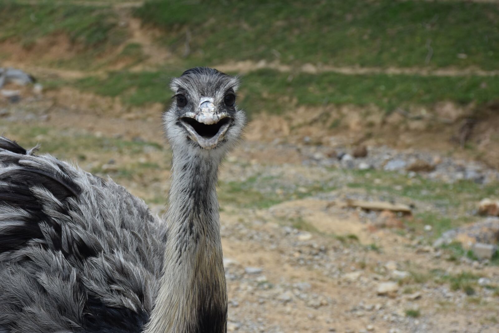 Nikon D7200 sample photo. Ostrich, animal, bird photography