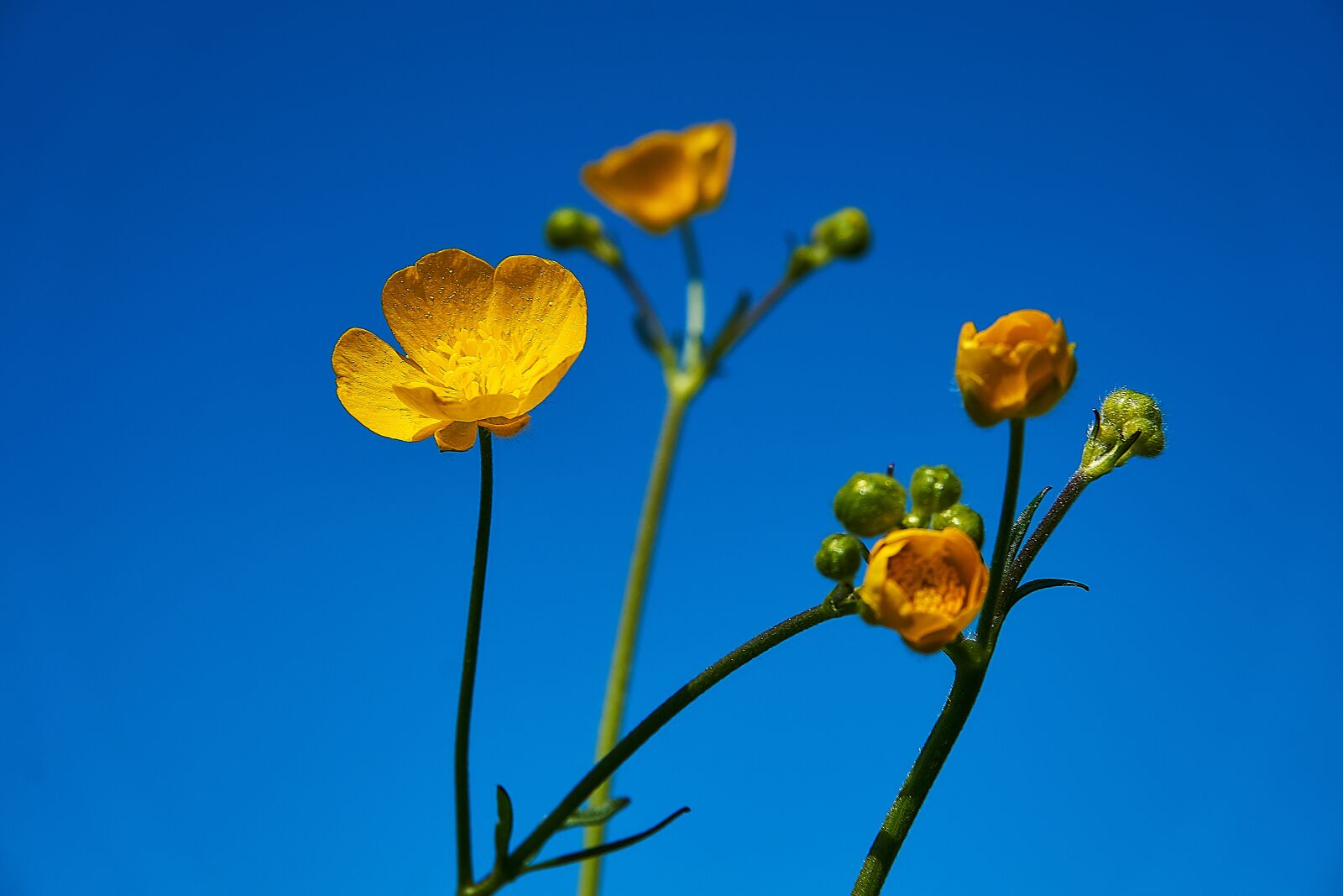 Sony a6000 sample photo. Buttercup, flower, yellow photography