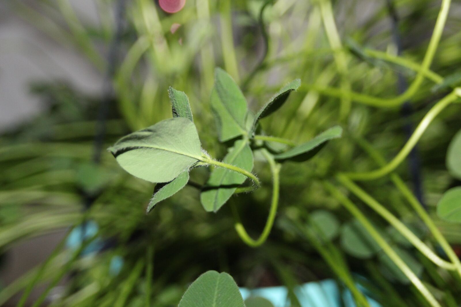 Canon EOS 700D (EOS Rebel T5i / EOS Kiss X7i) sample photo. Clover, closed, sleep photography