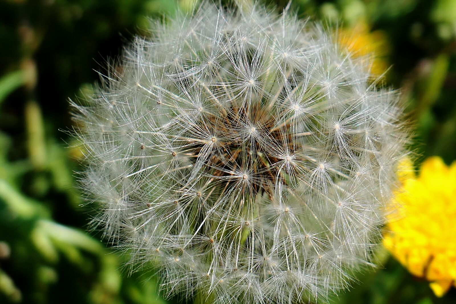 Panasonic Lumix DMC-LX10 (Lumix DMC-LX15) sample photo. Dandelion, nature, plant photography
