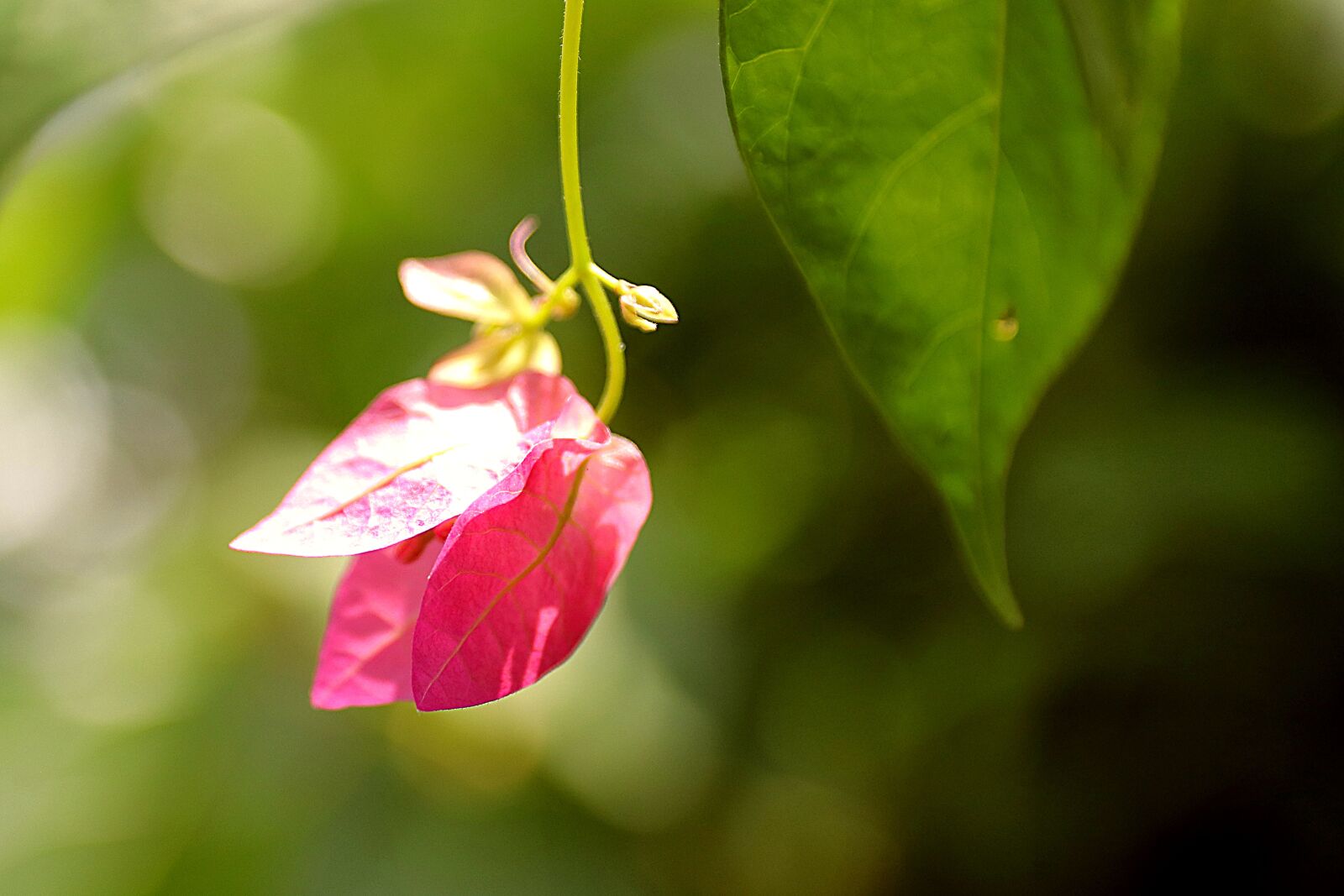 Canon EOS 80D sample photo. Flower, paper flower, red photography