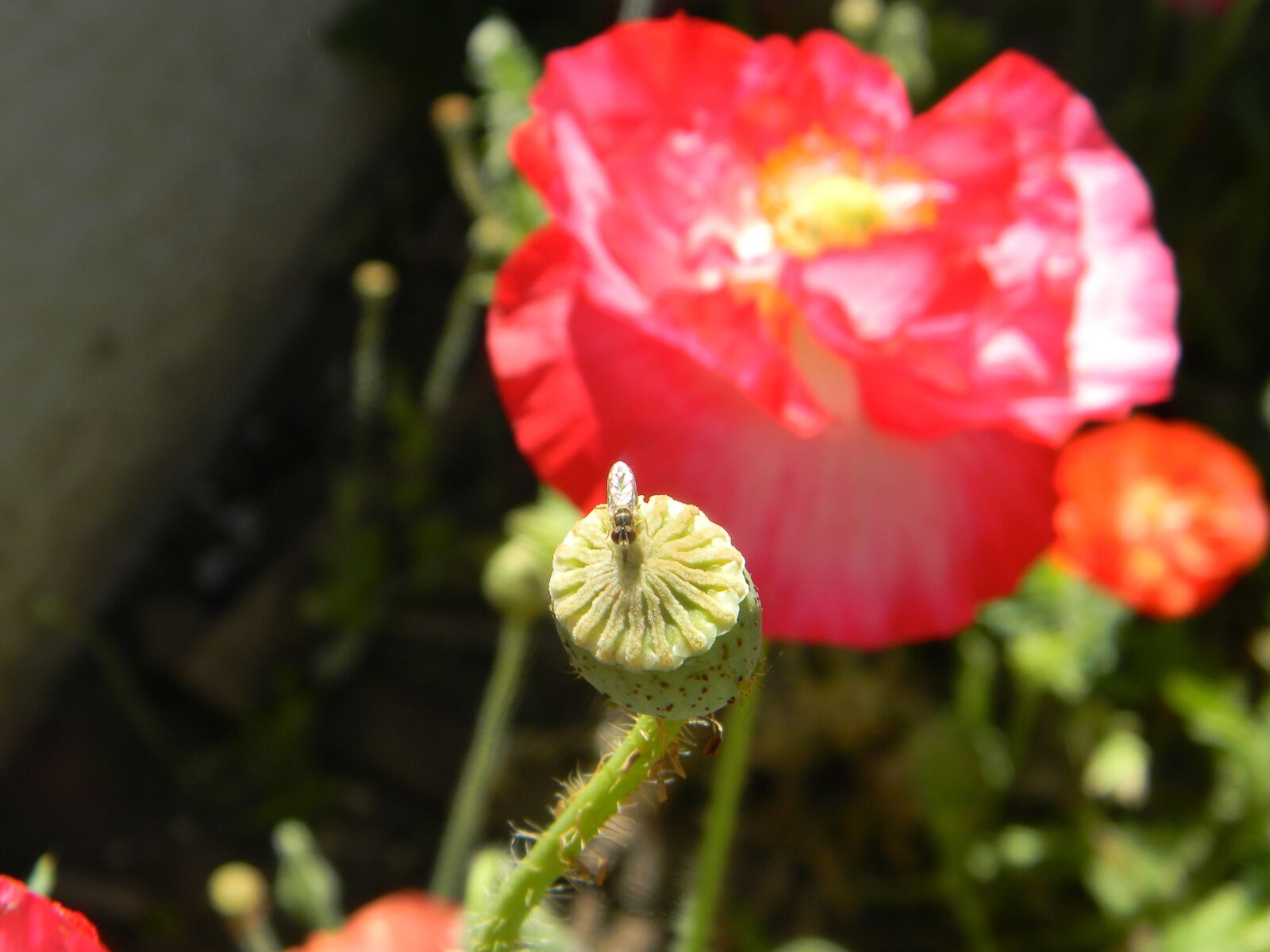 Nikon Coolpix L110 sample photo. Poppies, insects, red photography