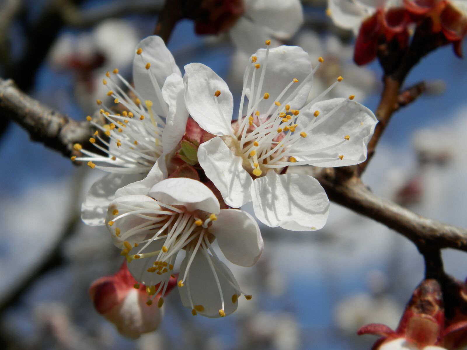 Olympus SP-620UZ sample photo. Flower, apricot, spring photography