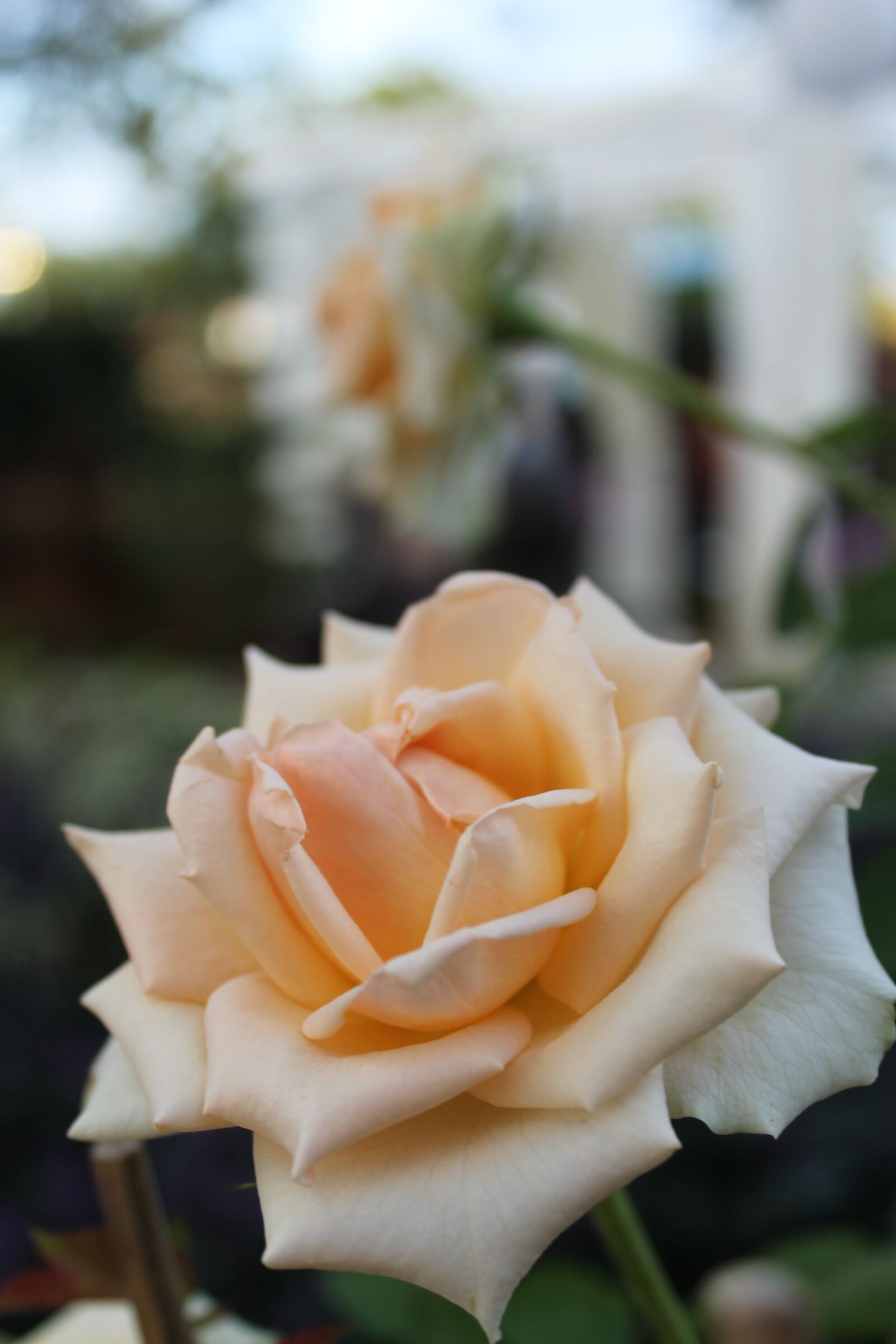 Canon EOS 1100D (EOS Rebel T3 / EOS Kiss X50) sample photo. Rose, flower, floral photography