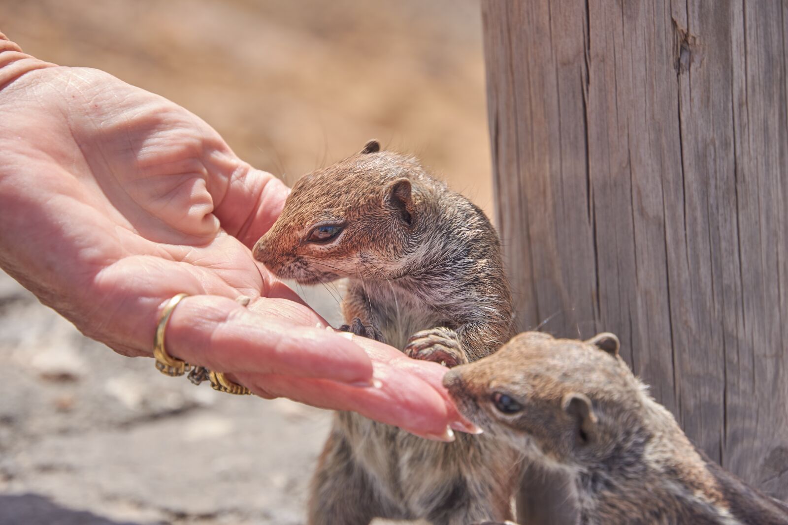 Nikon D7200 sample photo. Chipmunk, feed, eat photography