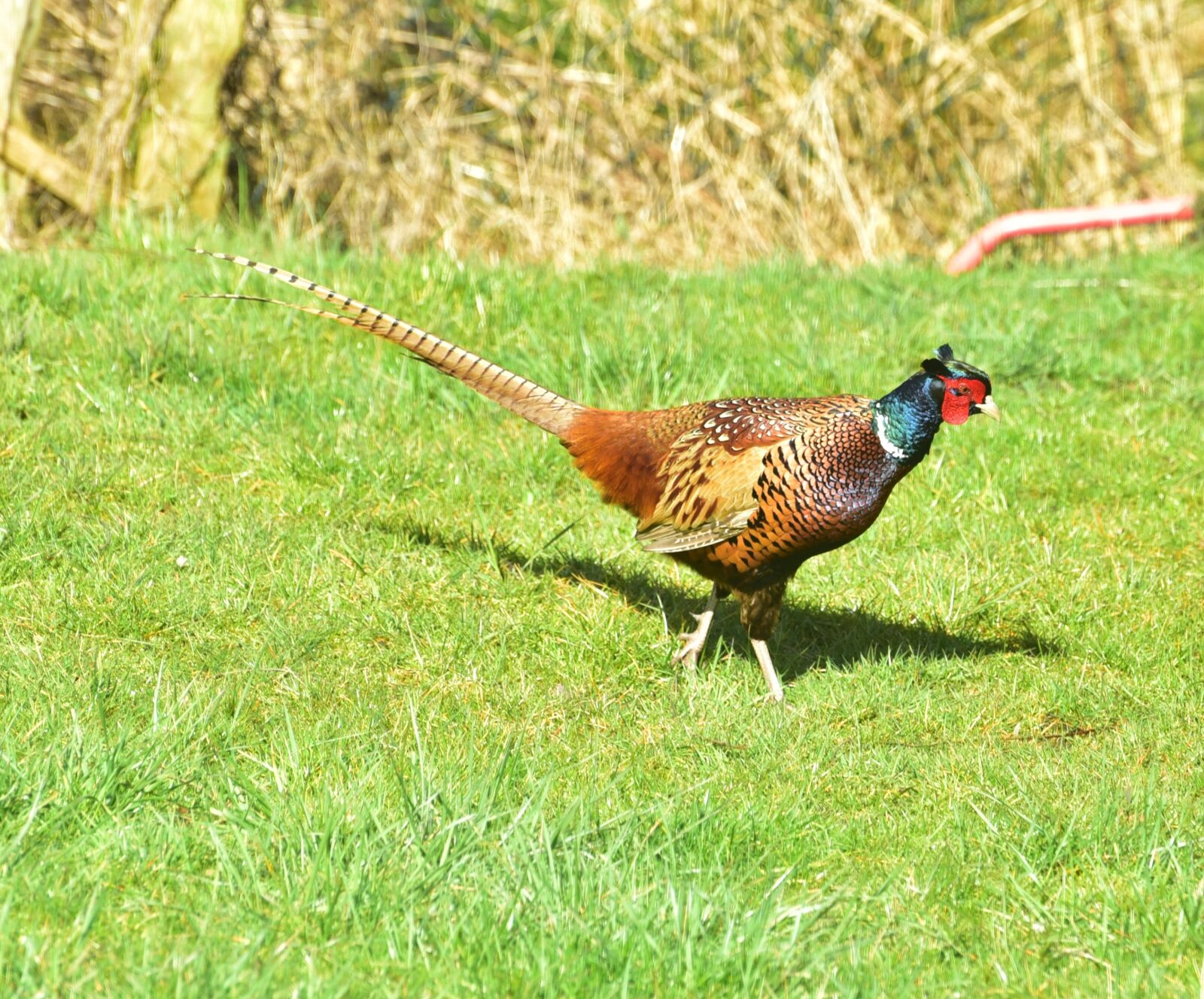 Nikon D750 sample photo. Pheasant, bird, feather photography