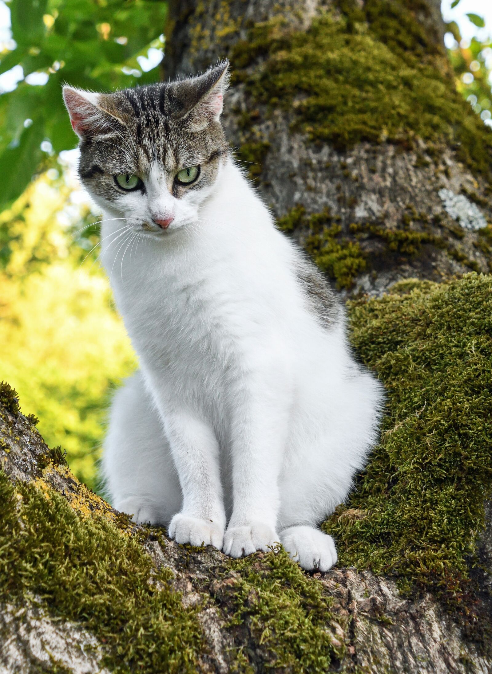 Nikon D500 sample photo. Cat, tree, green photography