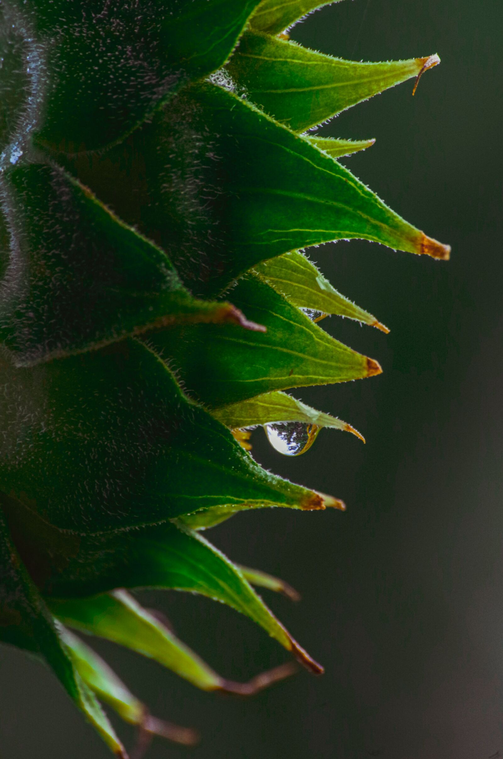 Pentax K-30 sample photo. Sunflower, drip, plant photography