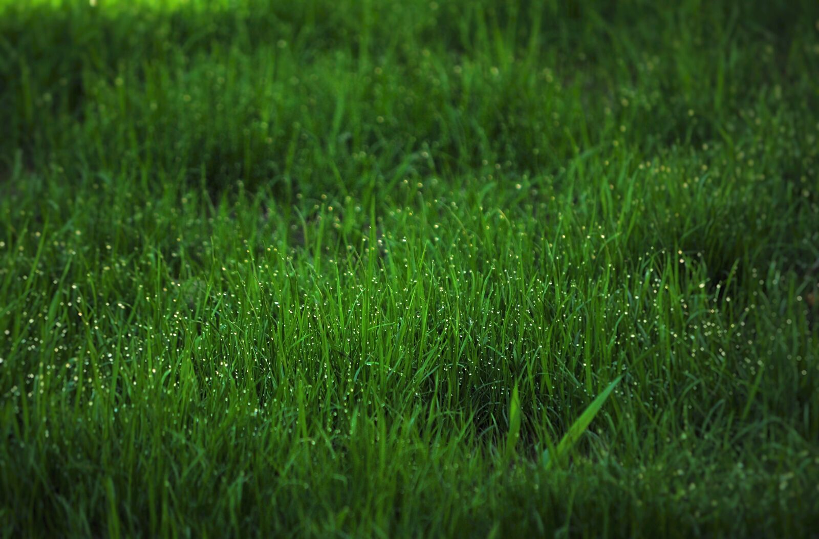Nikon D90 sample photo. Grass, dew, fresh photography