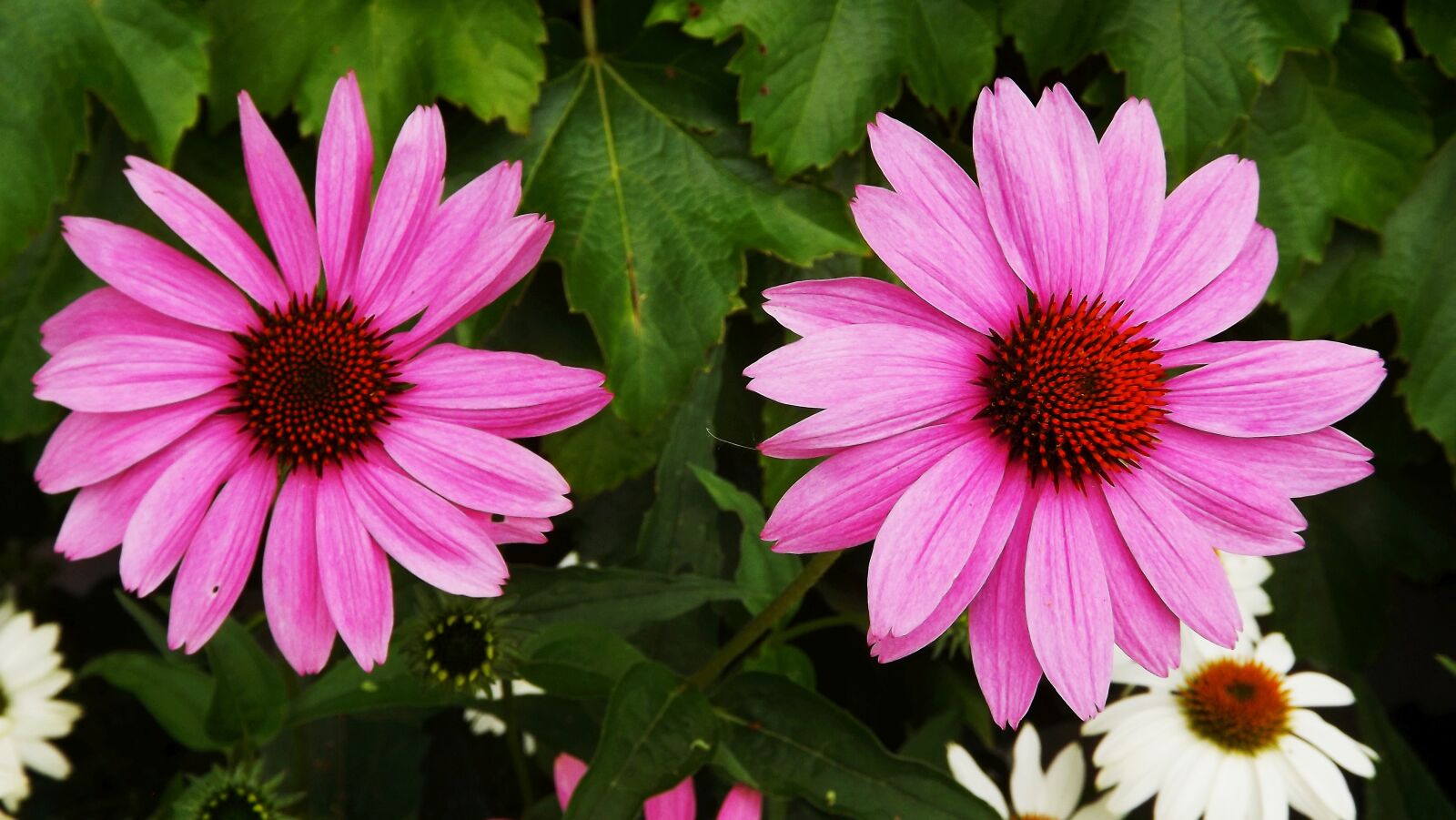 Fujifilm FinePix S3400 sample photo. Flowers, purple coneflower, pink photography