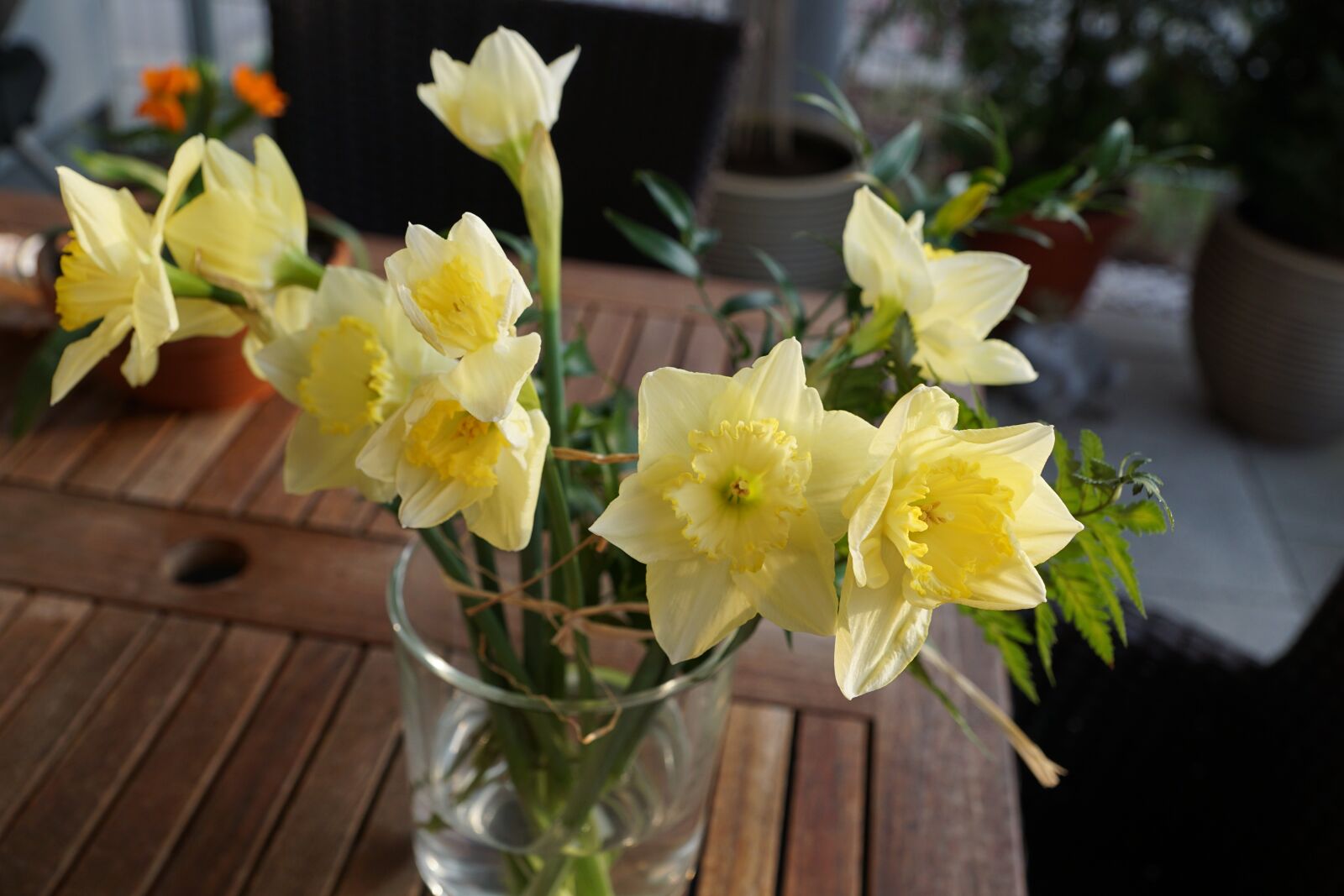 Sony DT 16-50mm F2.8 SSM sample photo. Narcissus, flower, yellow photography