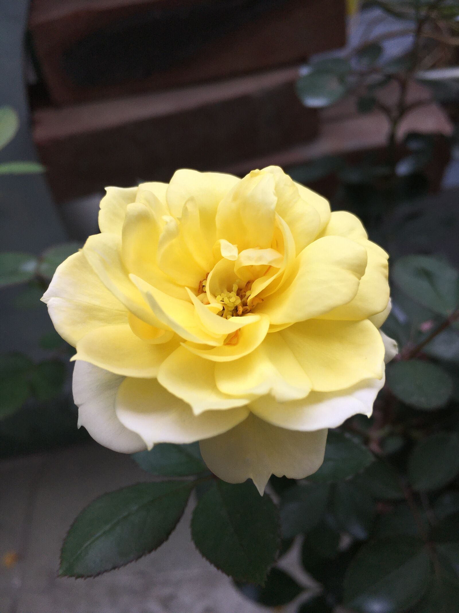 Apple iPhone 6s sample photo. Tags separated by comma photography