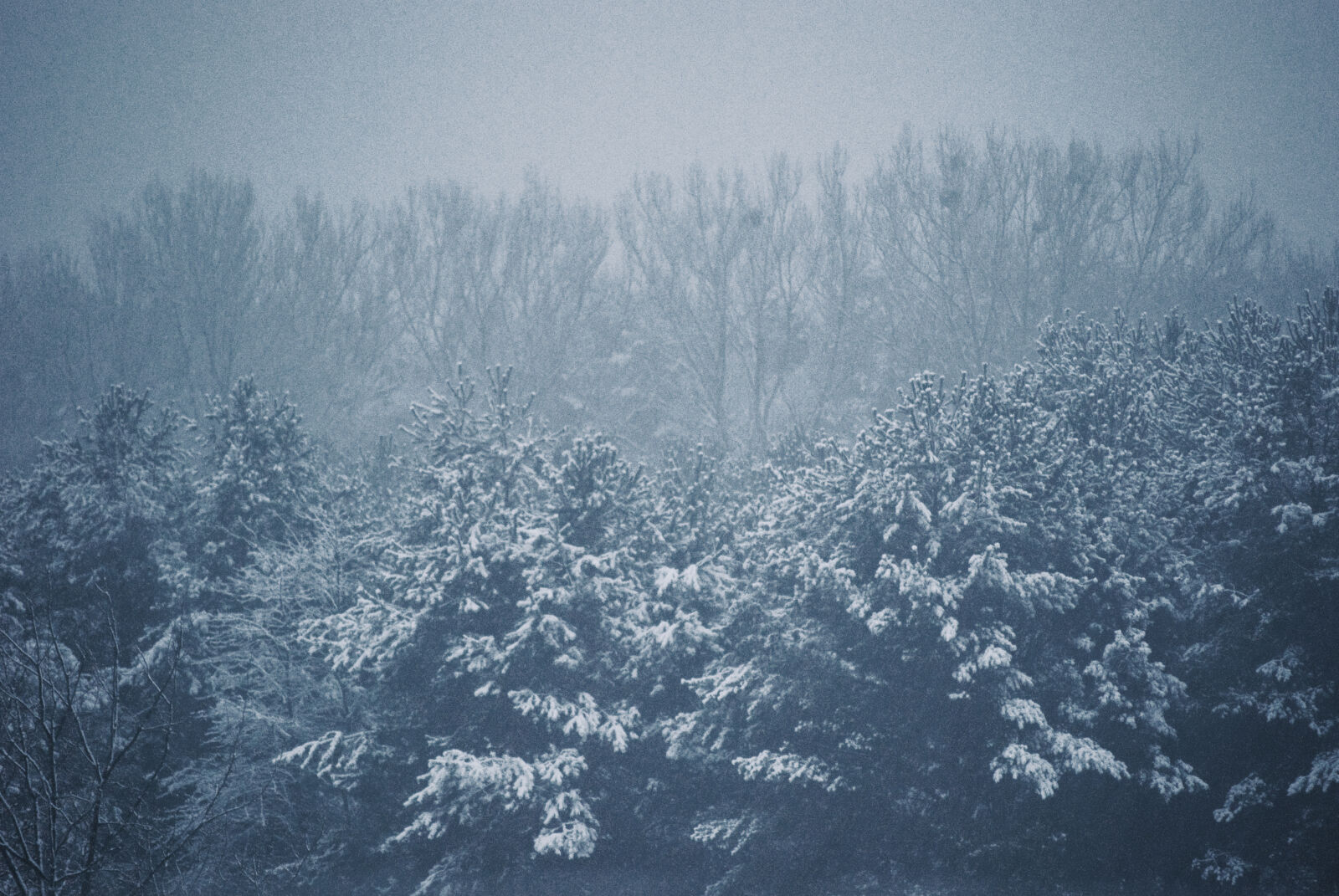 Nikon D60 sample photo. Forrest, snow, trees photography