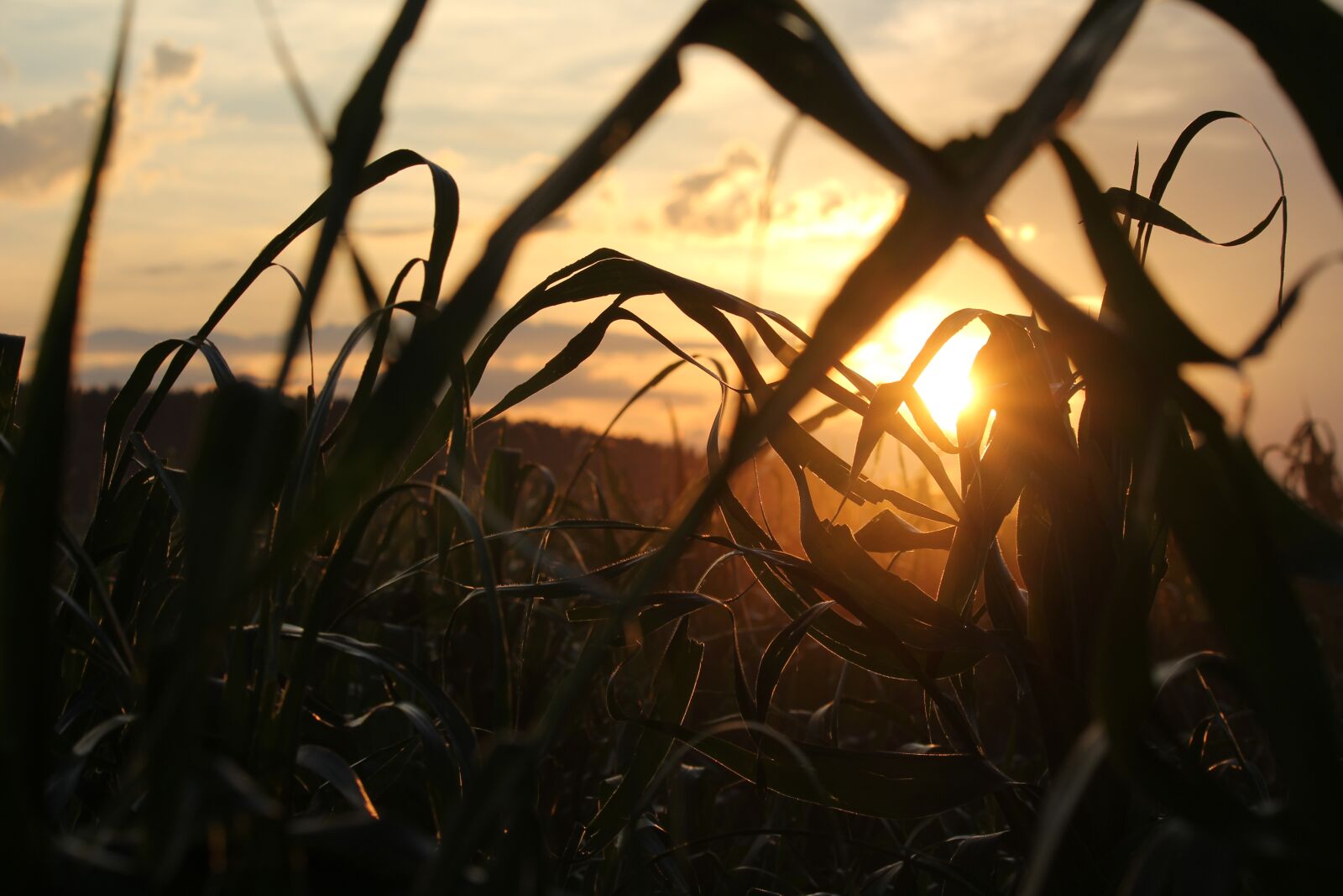 Canon EOS 1200D (EOS Rebel T5 / EOS Kiss X70 / EOS Hi) sample photo. Evening, sun, field photography