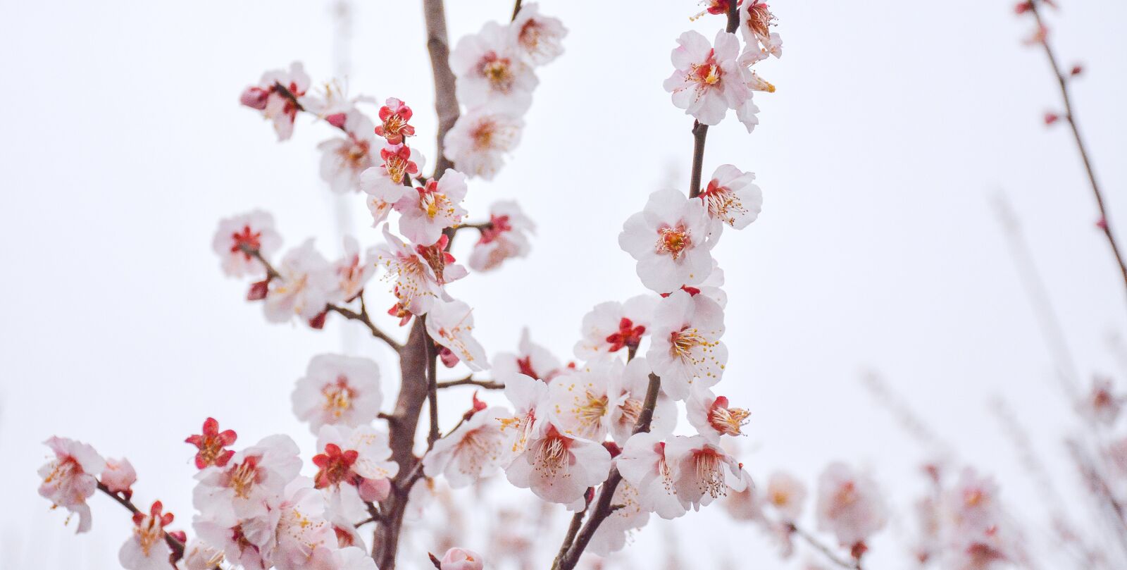 Nikon D7100 sample photo. Flower, nature, cherry wood photography