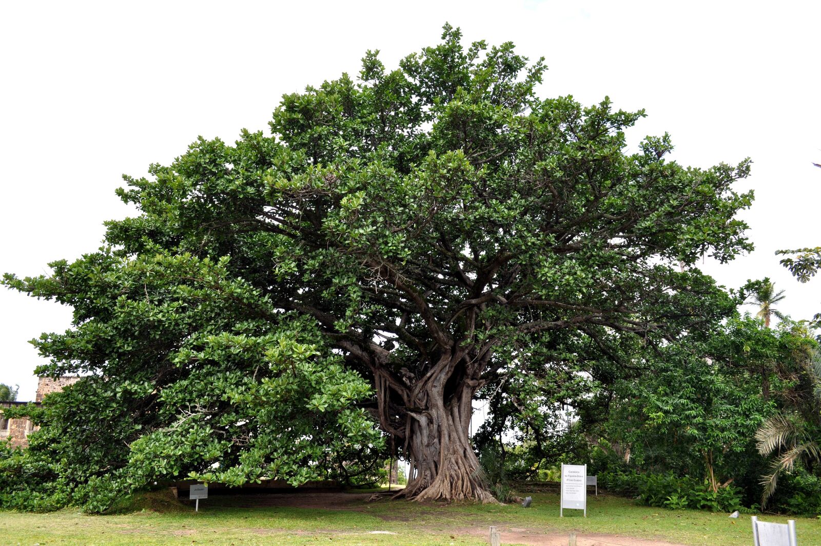 Nikon D5000 sample photo. Old, big tree, protected photography