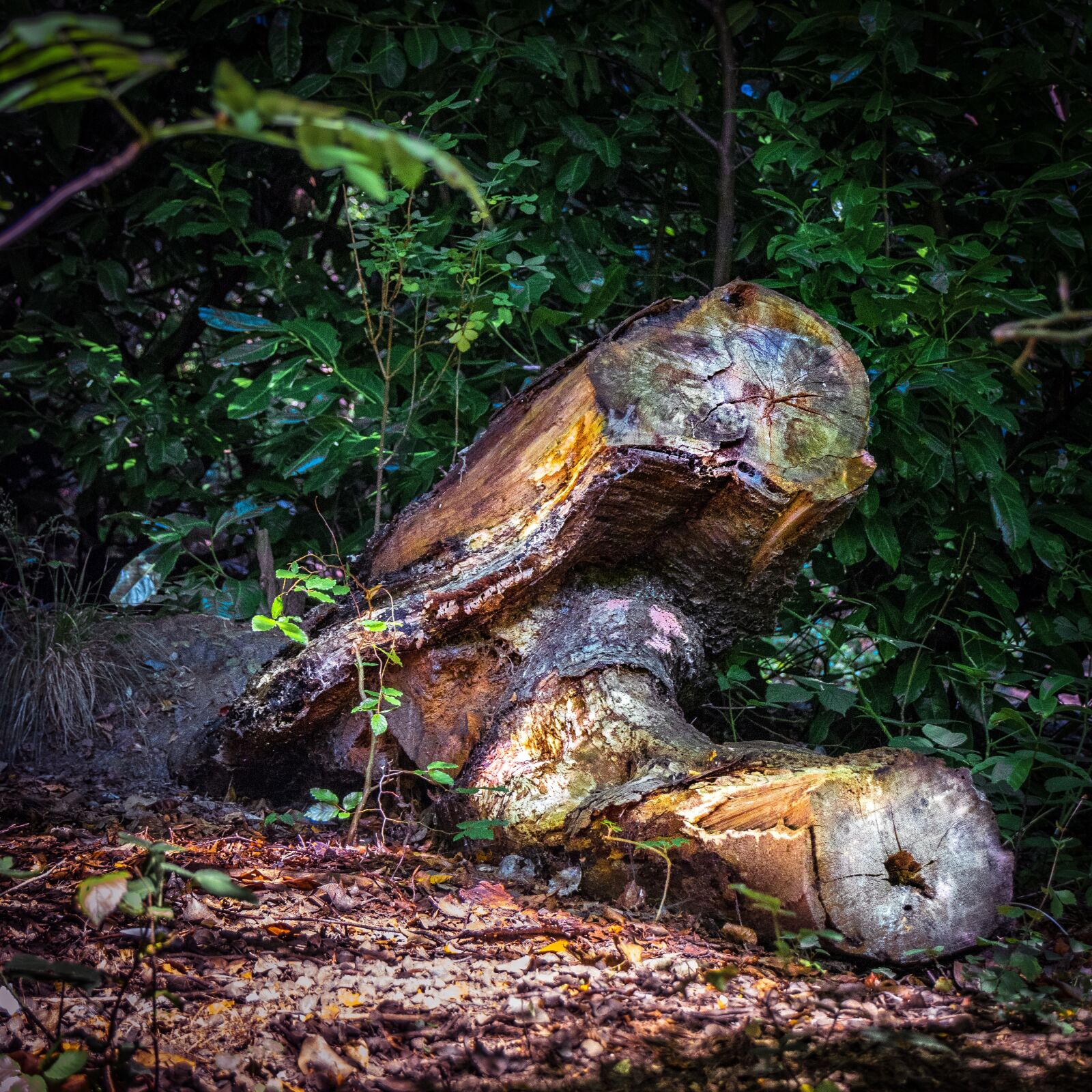 Nikon D3300 sample photo. Tree stump, tree, stump photography