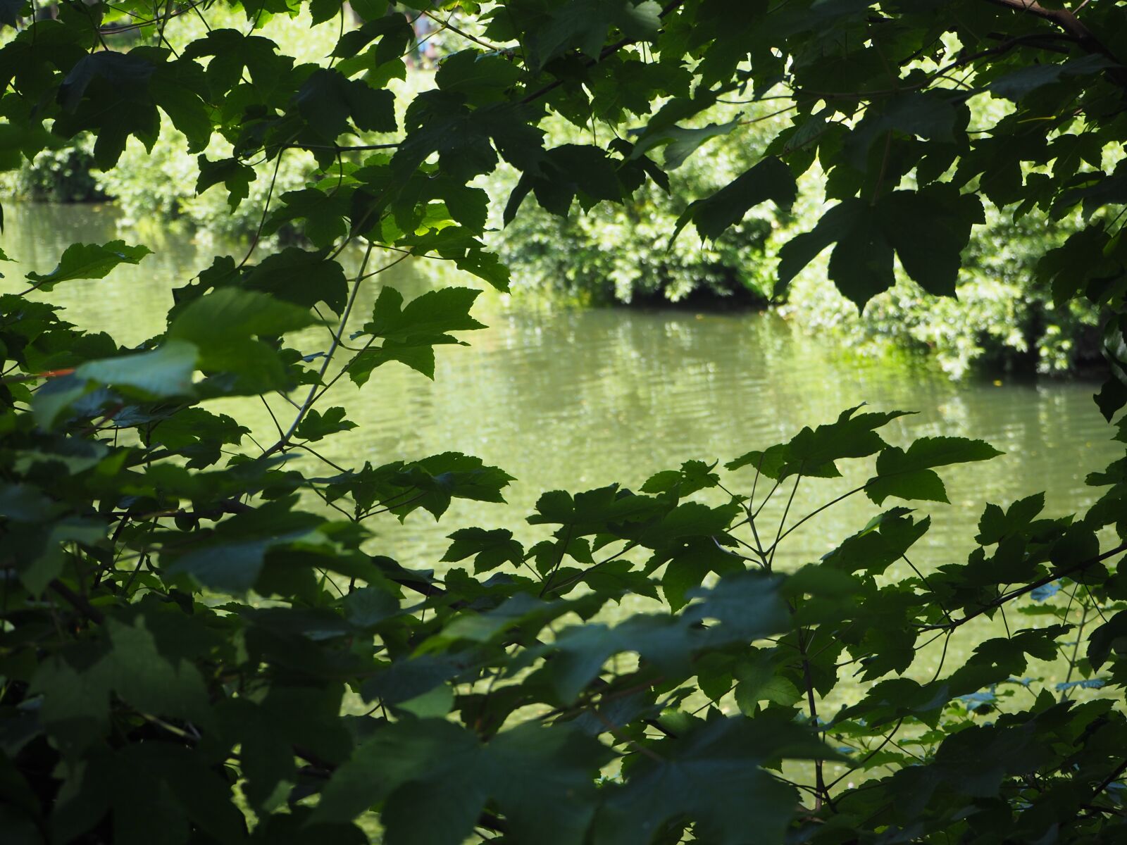 Olympus OM-D E-M10 II sample photo. Water, leaves, mirroring photography