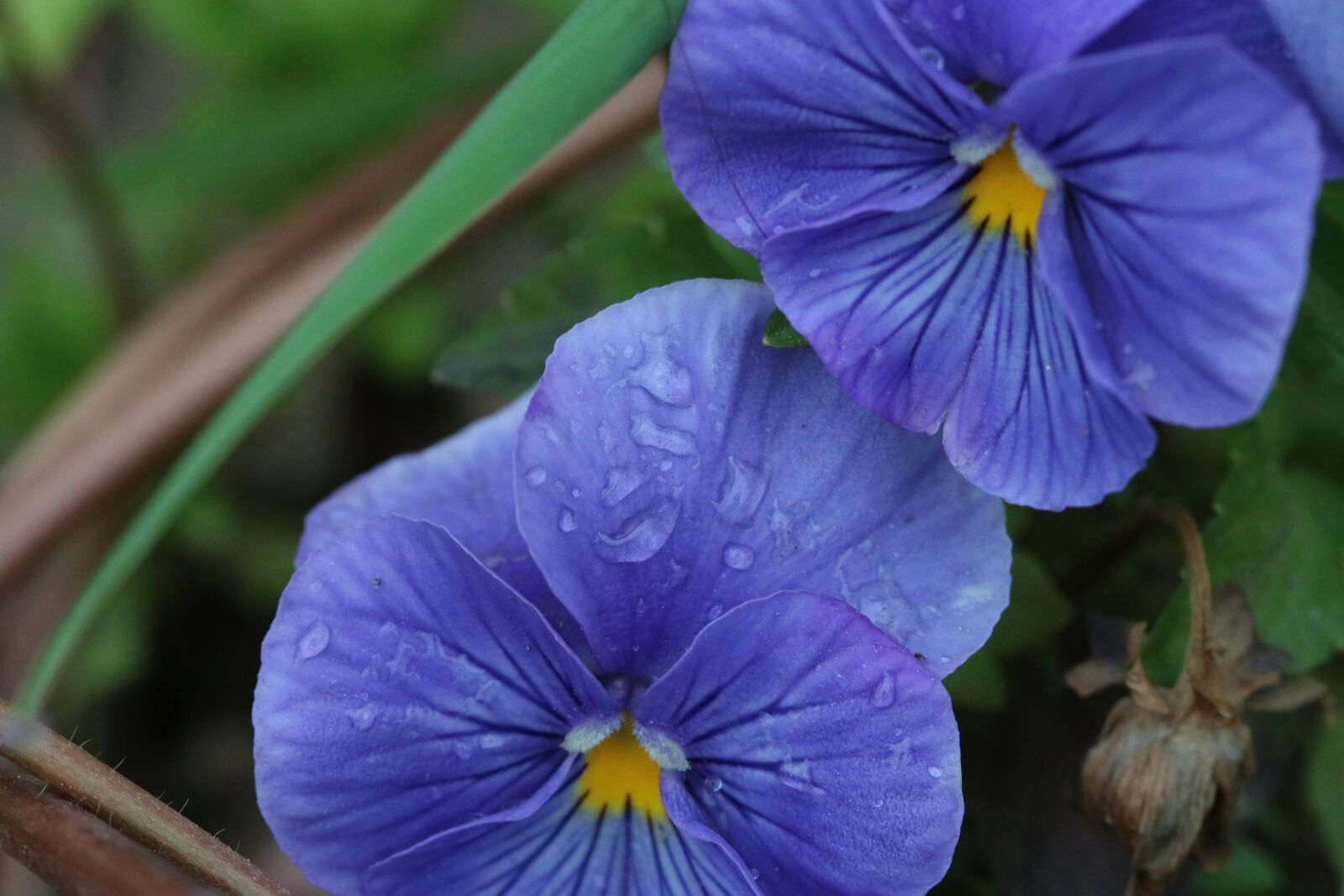 Canon EOS 70D + Canon EF 100mm F2.8 Macro USM sample photo. Purple, violet, pink photography