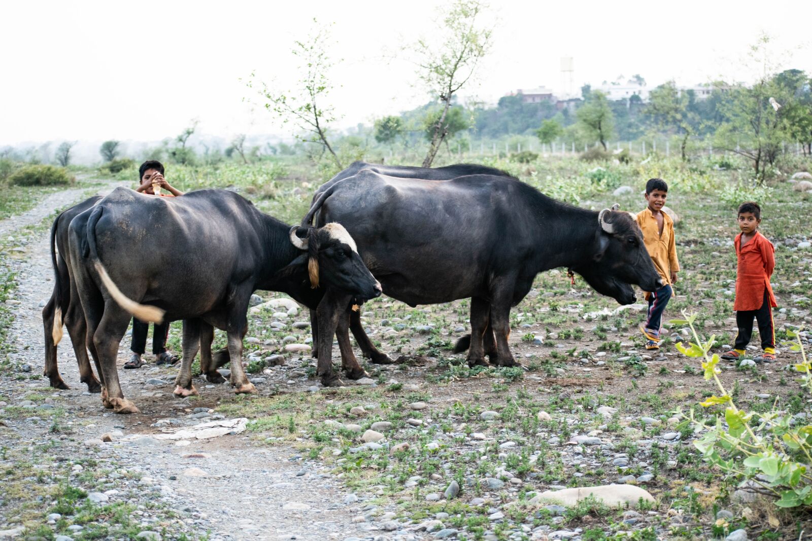 Nikon D3300 sample photo. Nomad, buffalo, nomadic photography