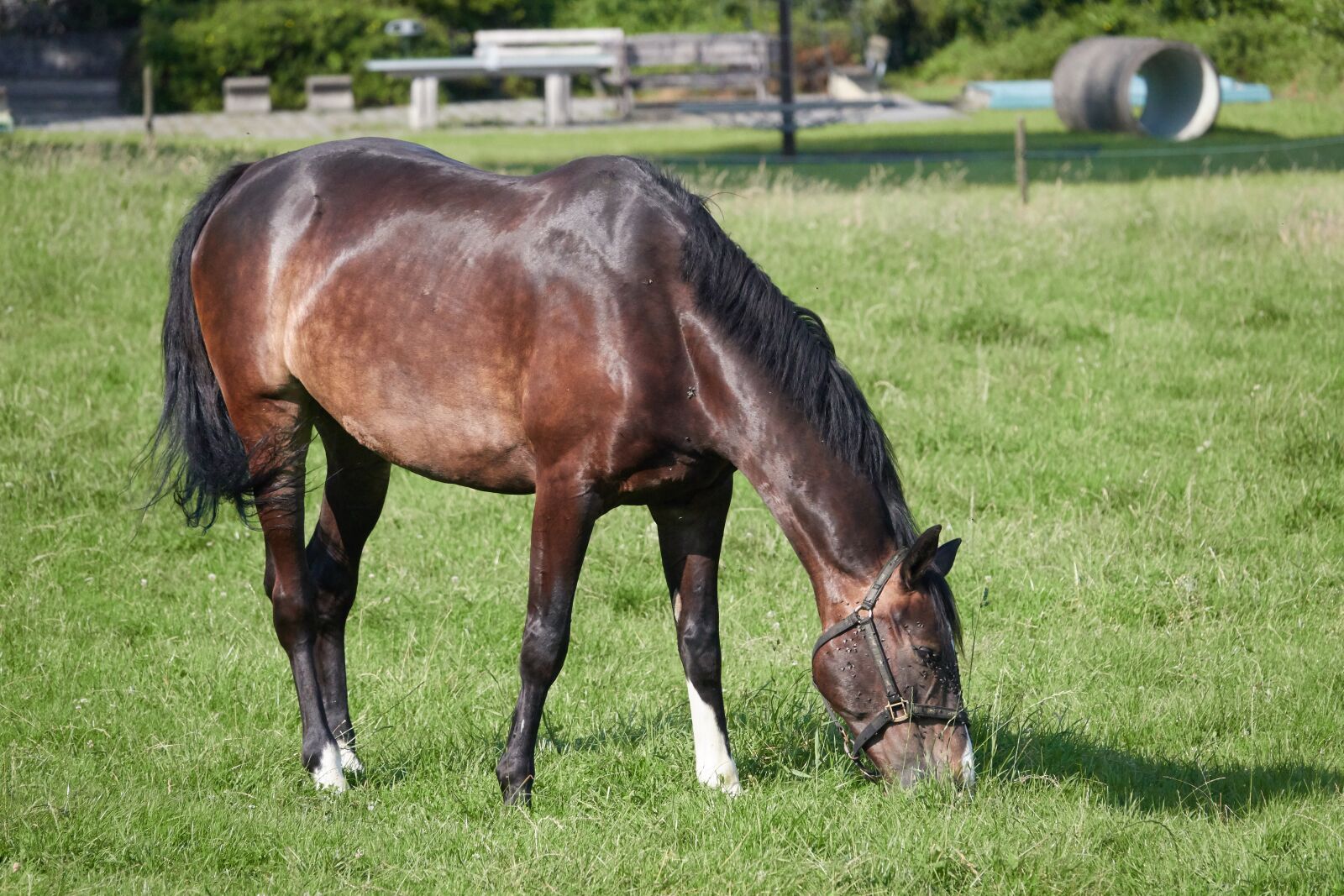 Sony Cyber-shot DSC-RX10 IV sample photo. Horse, pasture, nature photography