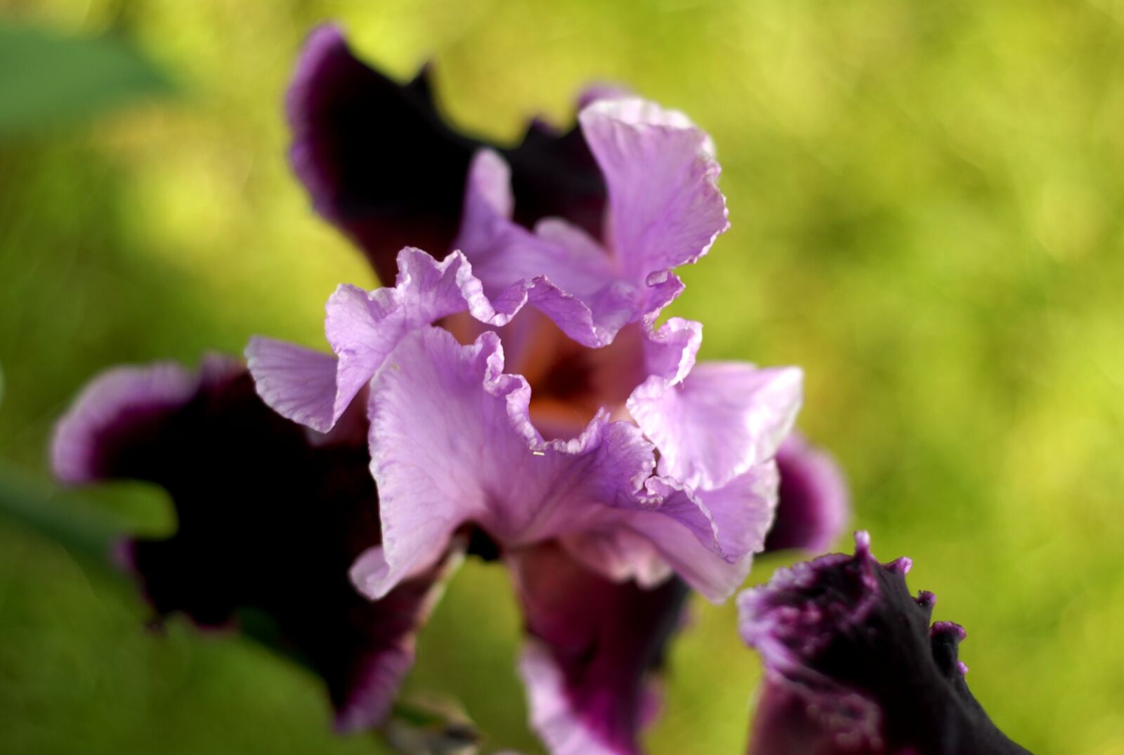 Nikon D200 sample photo. Garden, flower, iris photography