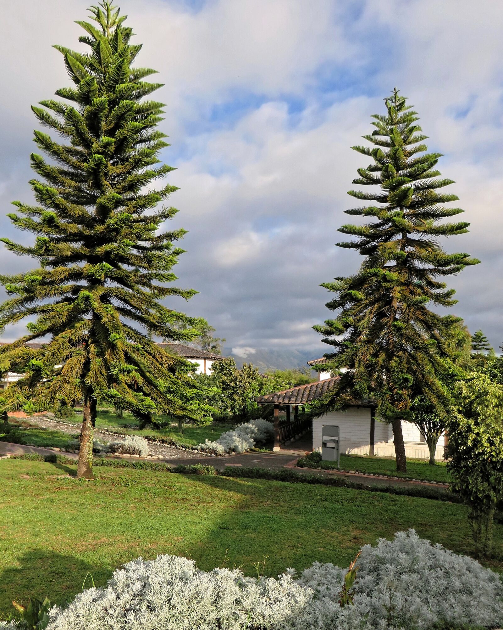 Canon PowerShot SX270 HS sample photo. Ecuador, araucaria, coniferous photography