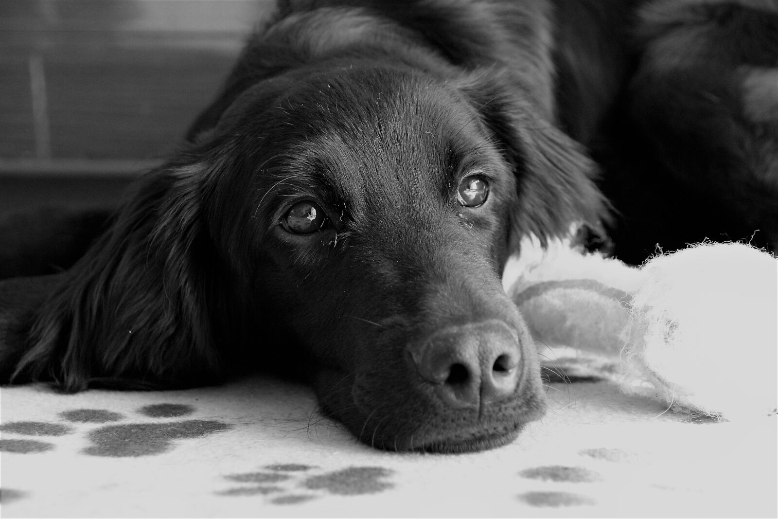 Canon EOS 550D (EOS Rebel T2i / EOS Kiss X4) sample photo. Dog, hovawart, dog head photography