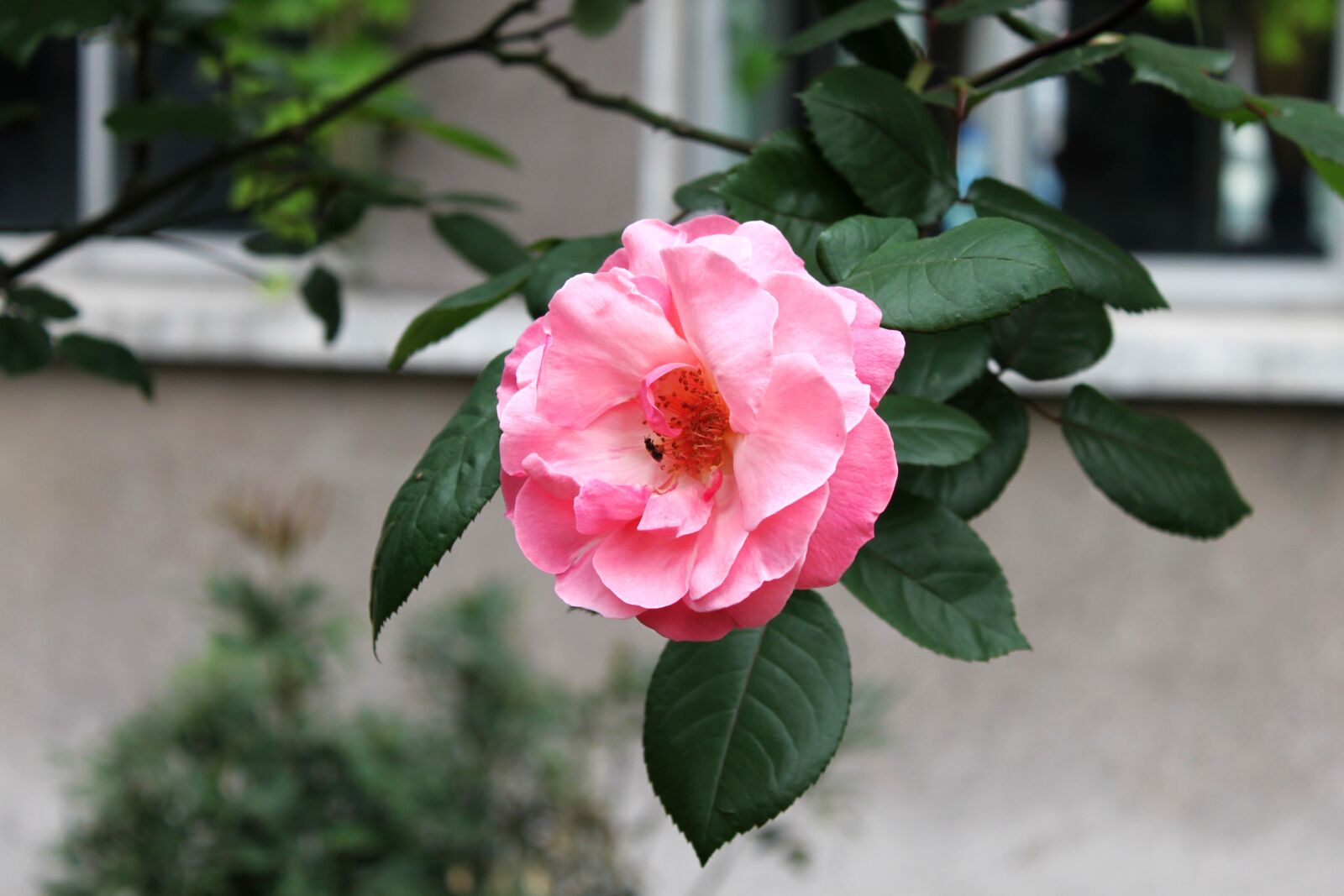 Canon EOS 500D (EOS Rebel T1i / EOS Kiss X3) sample photo. Flowers, rose, leaf photography