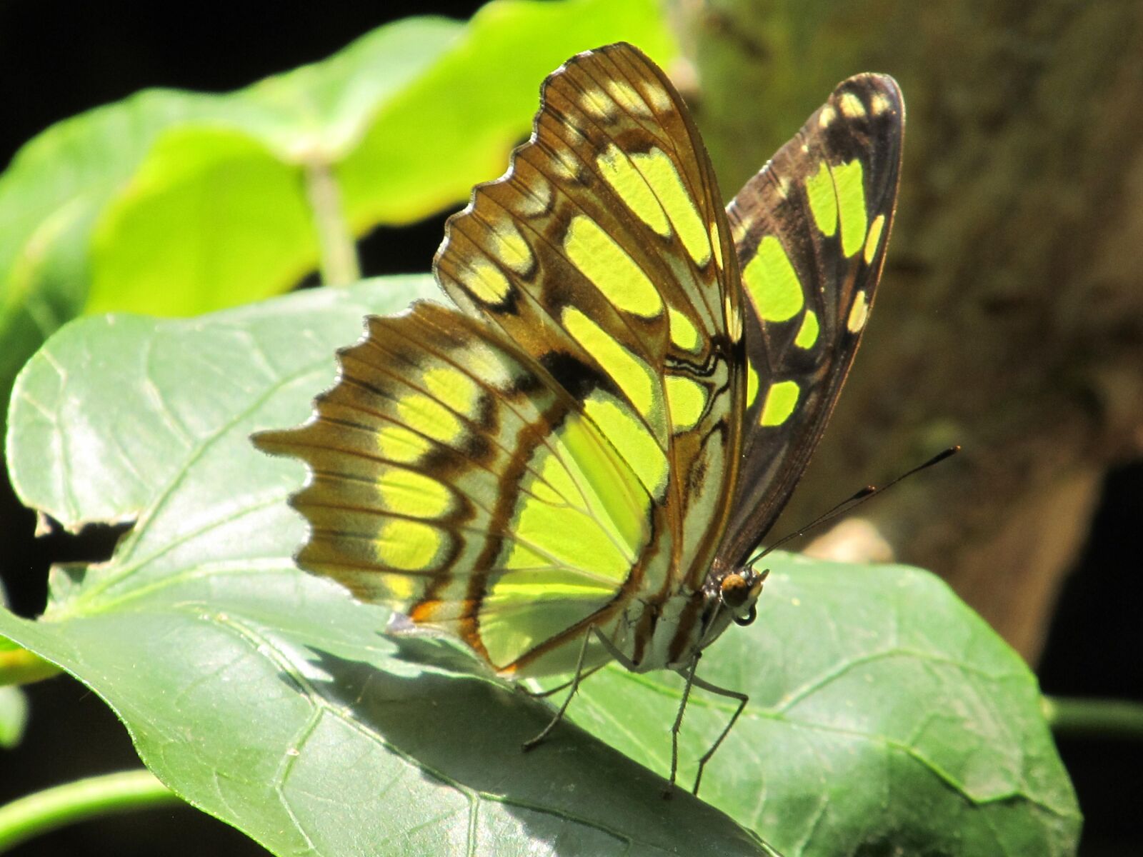 Canon PowerShot SX130 IS sample photo. Butterfly, colorful, macro photography