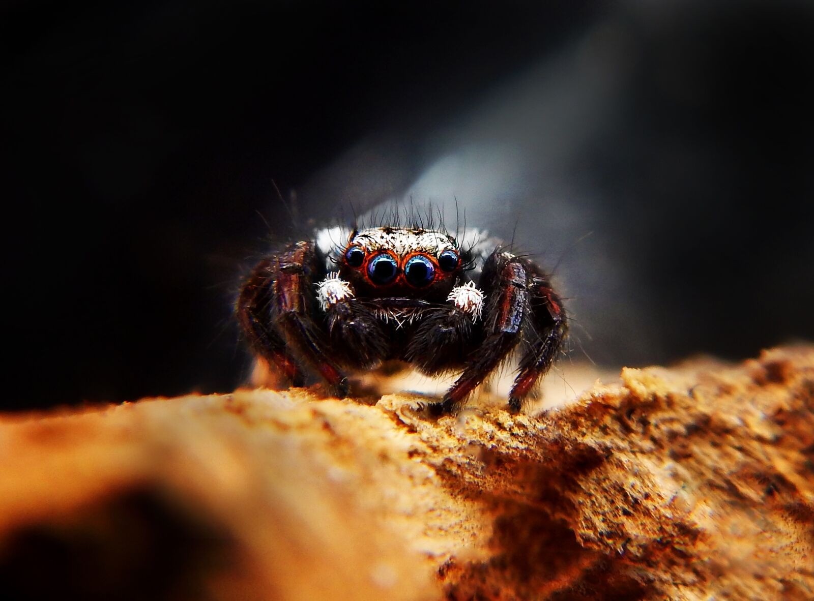 Nikon Coolpix AW110 sample photo. Spider, web, arachnid photography