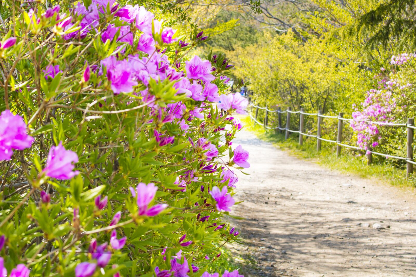 Canon EOS 750D (EOS Rebel T6i / EOS Kiss X8i) sample photo. Road, walk, mountain photography