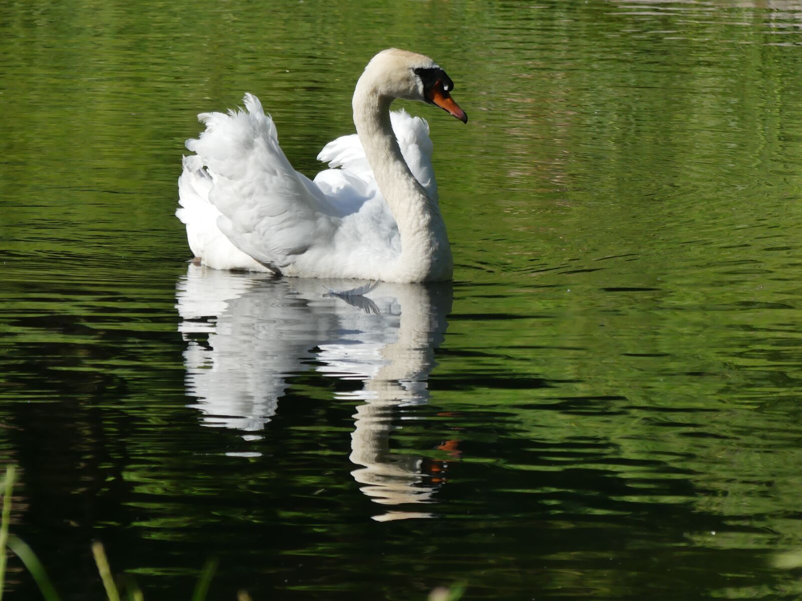 Panasonic Lumix DMC-FZ300 sample photo. Swan, water, feather photography