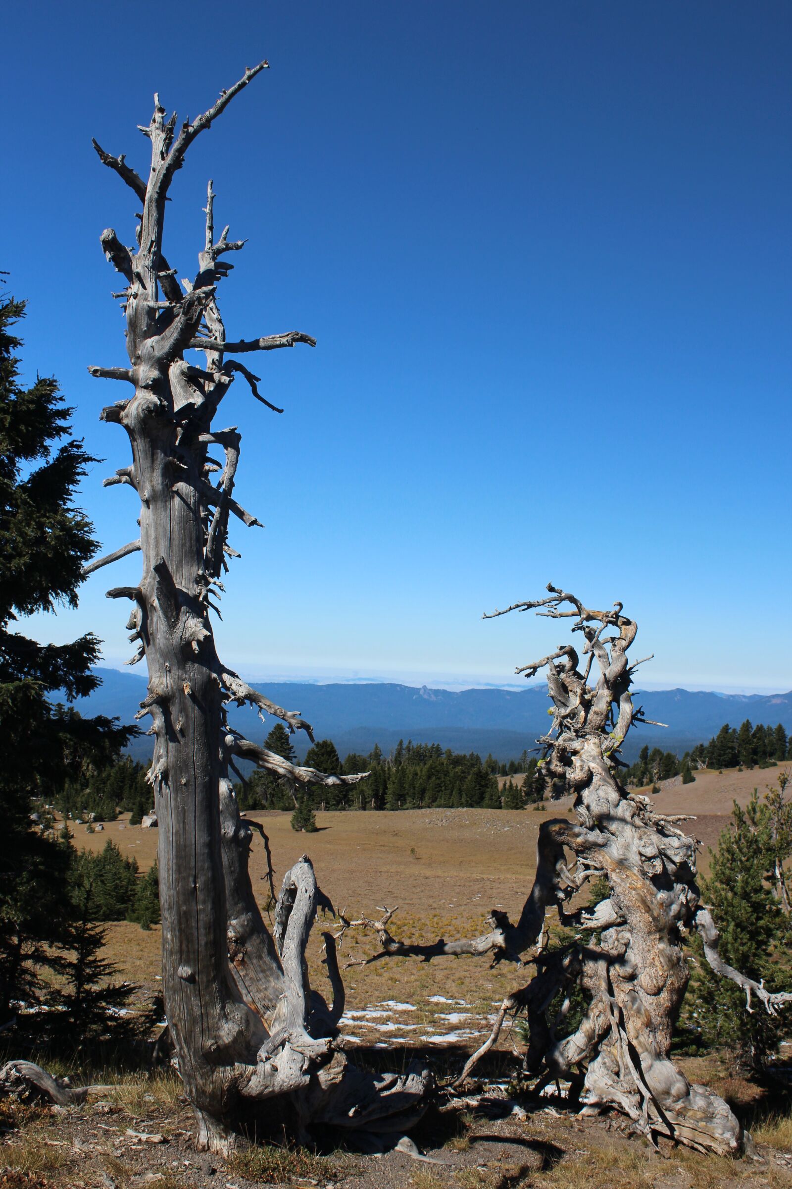 Canon EOS 1200D (EOS Rebel T5 / EOS Kiss X70 / EOS Hi) sample photo. Oregon, crater lake, deadwood photography