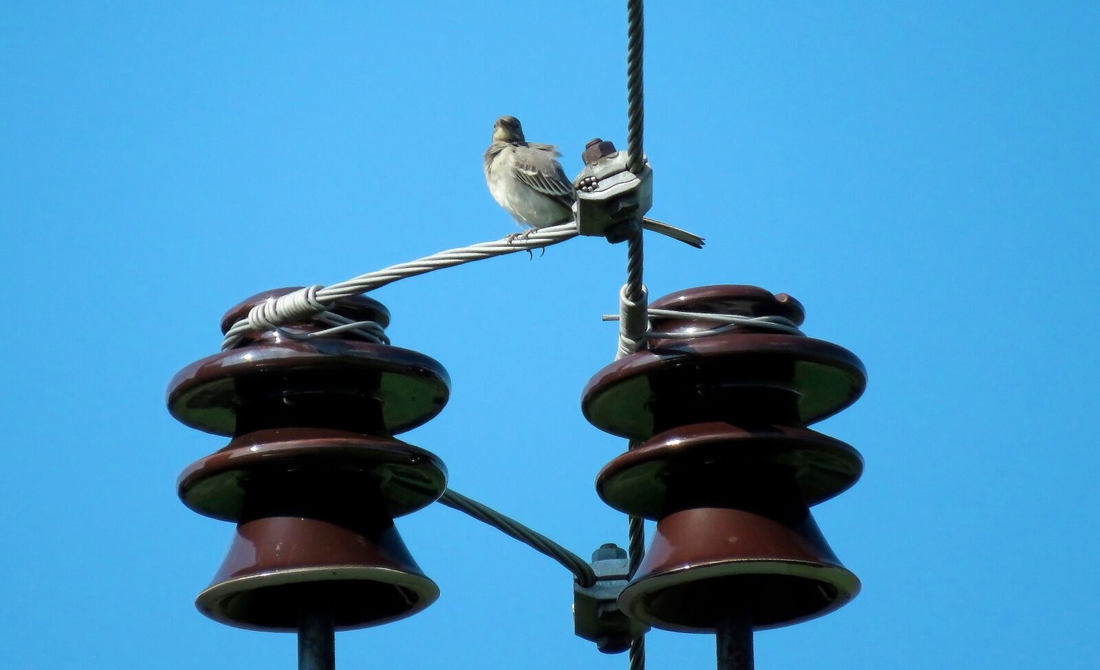 Canon PowerShot SX60 HS sample photo. Insulators, wire, sky photography
