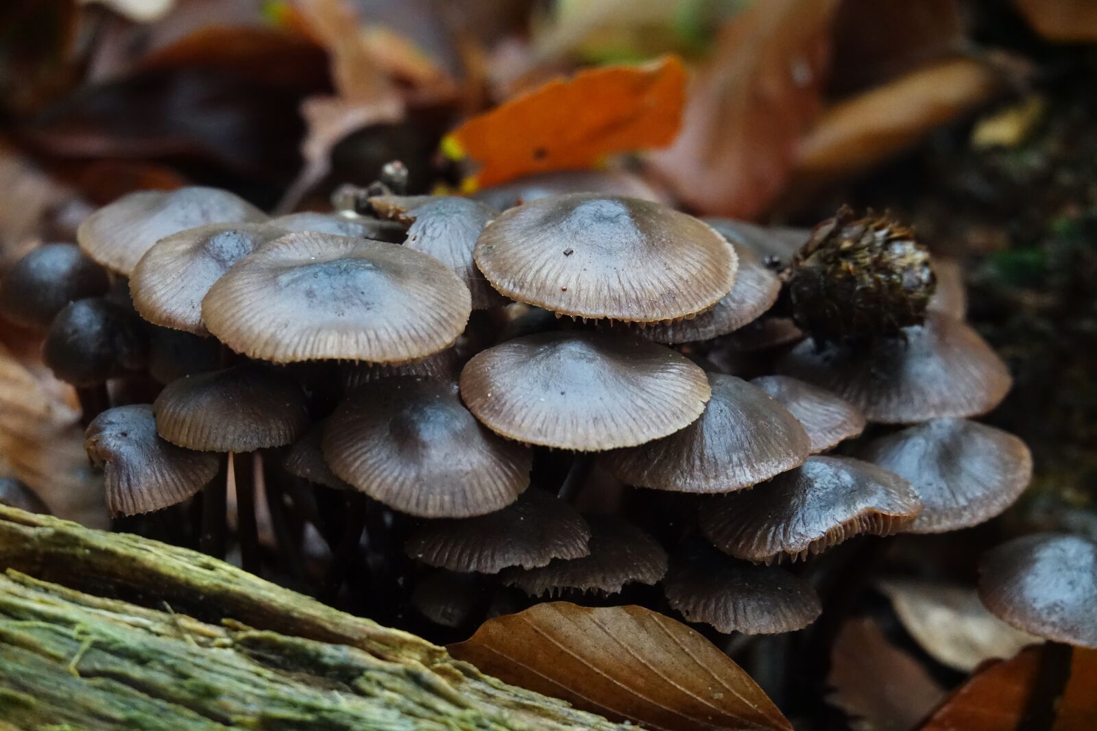 Sony Cyber-shot DSC-RX10 III sample photo. Mushrooms, mushroom, brown photography