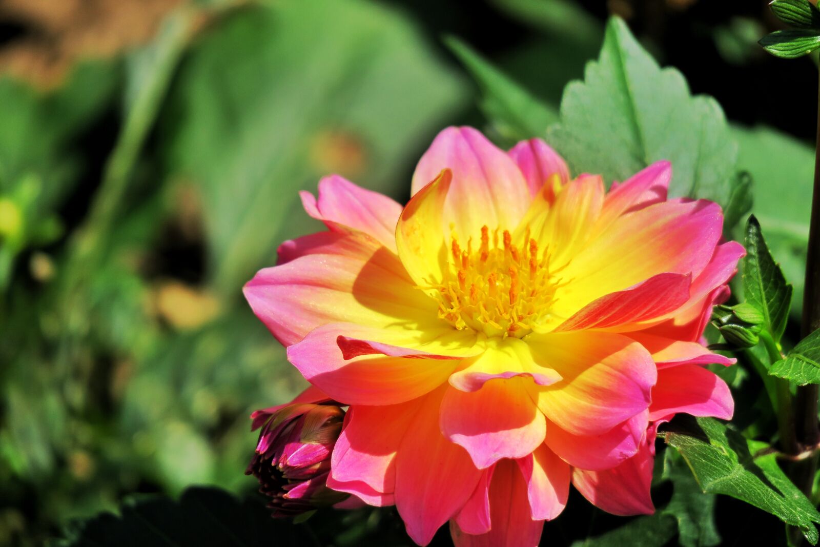 Canon PowerShot G3 X sample photo. Nature, plant, flower photography
