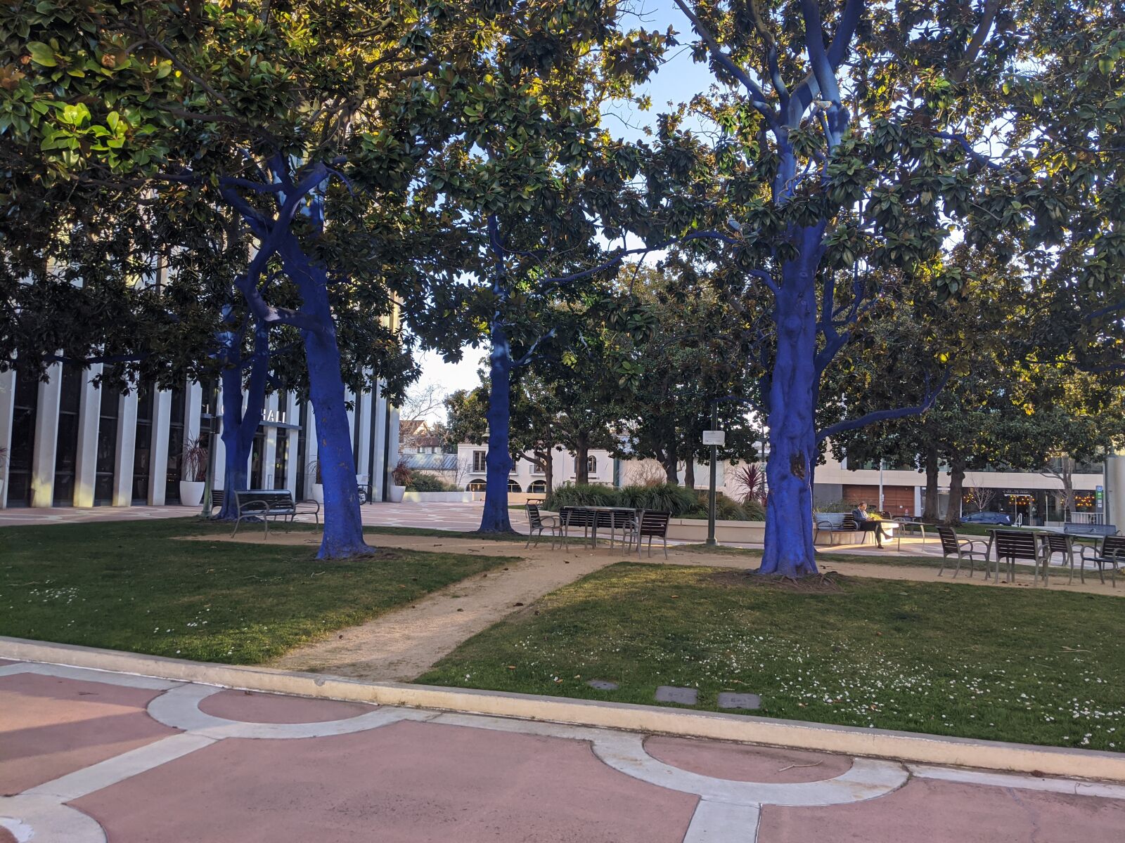 Google Pixel 3a XL sample photo. Blue tree, palo alto photography