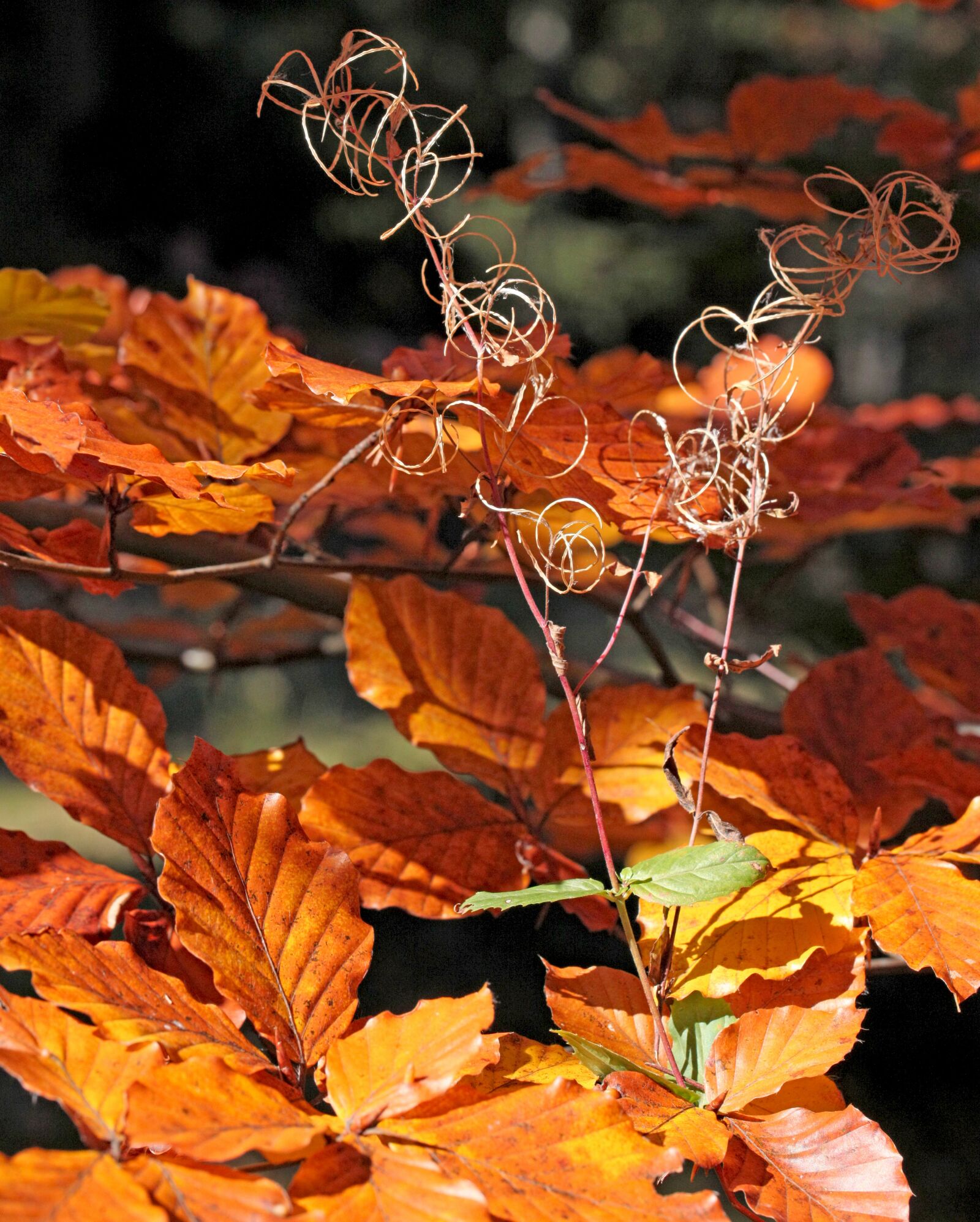 Canon EOS 5D Mark II sample photo. Foliage, leaves, zesch e photography