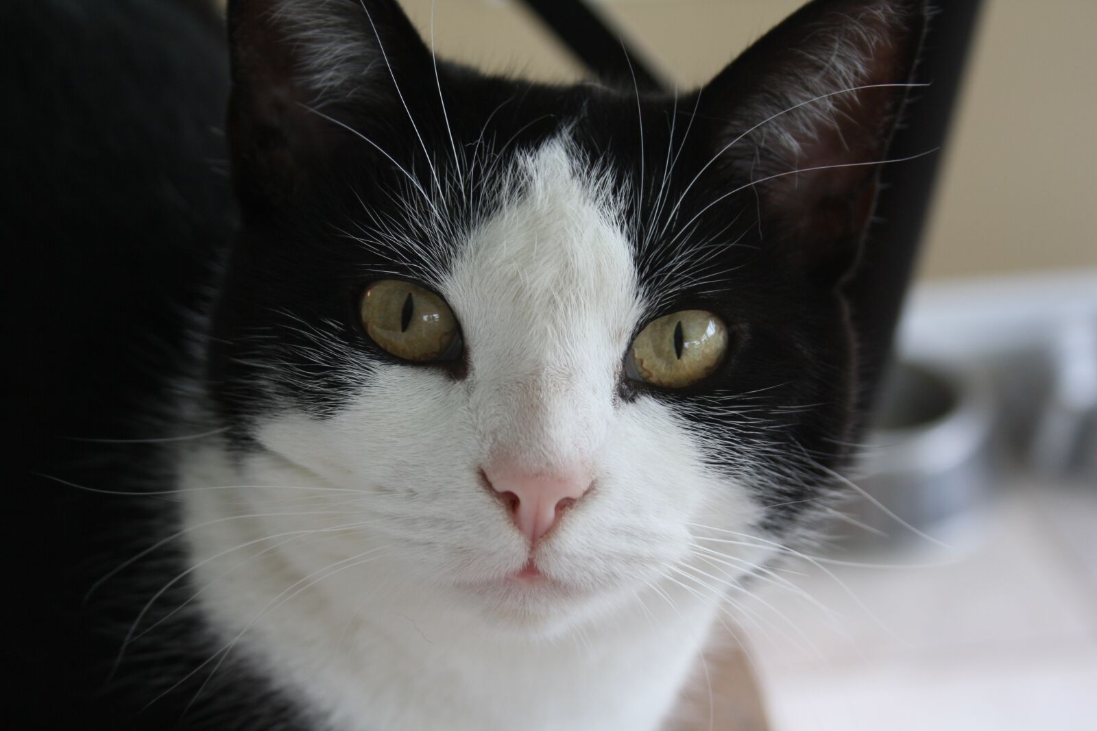 Canon EOS 1000D (EOS Digital Rebel XS / EOS Kiss F) sample photo. Cat, black, white photography
