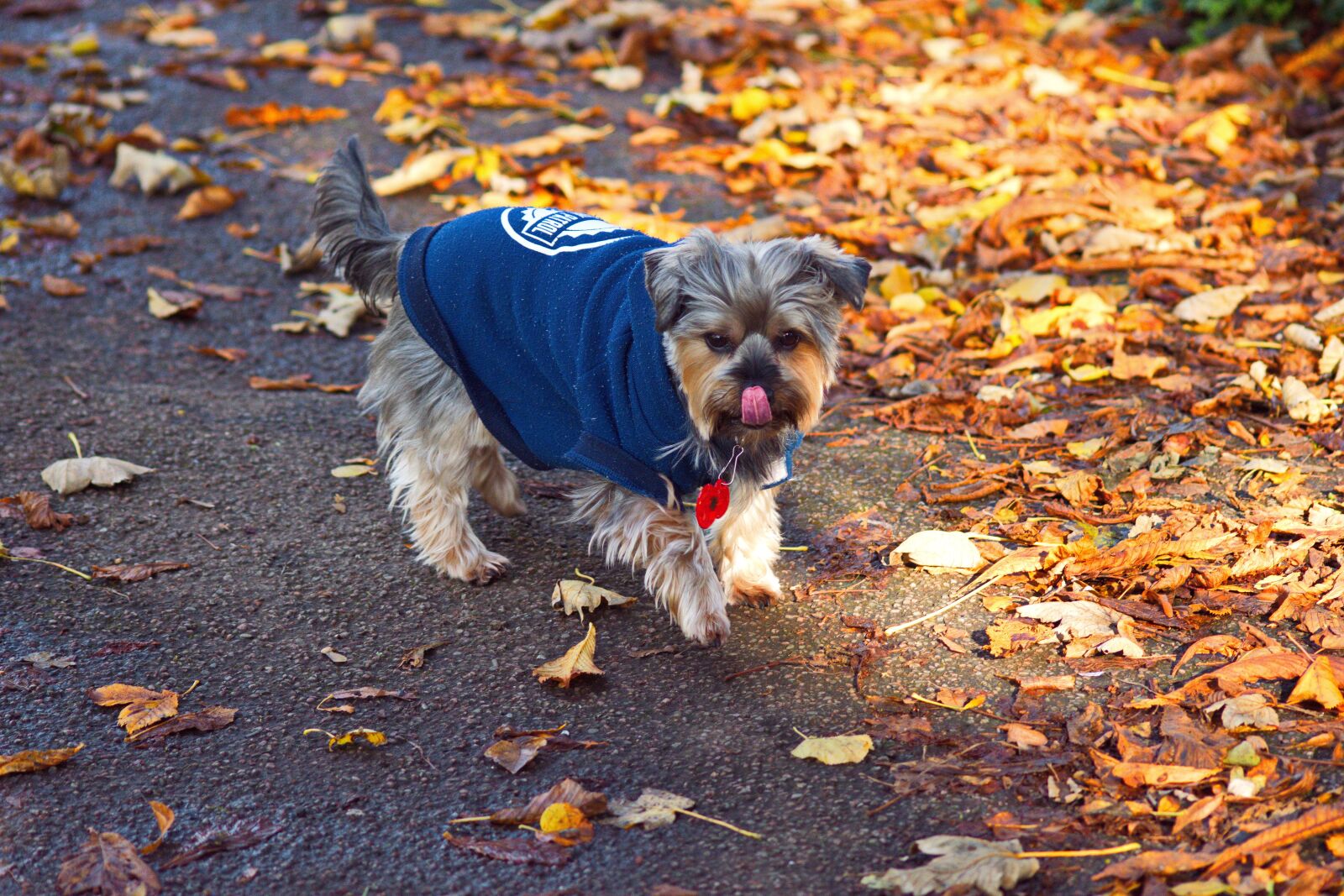 Nikon D3300 sample photo. Dog, autumn, leaf photography