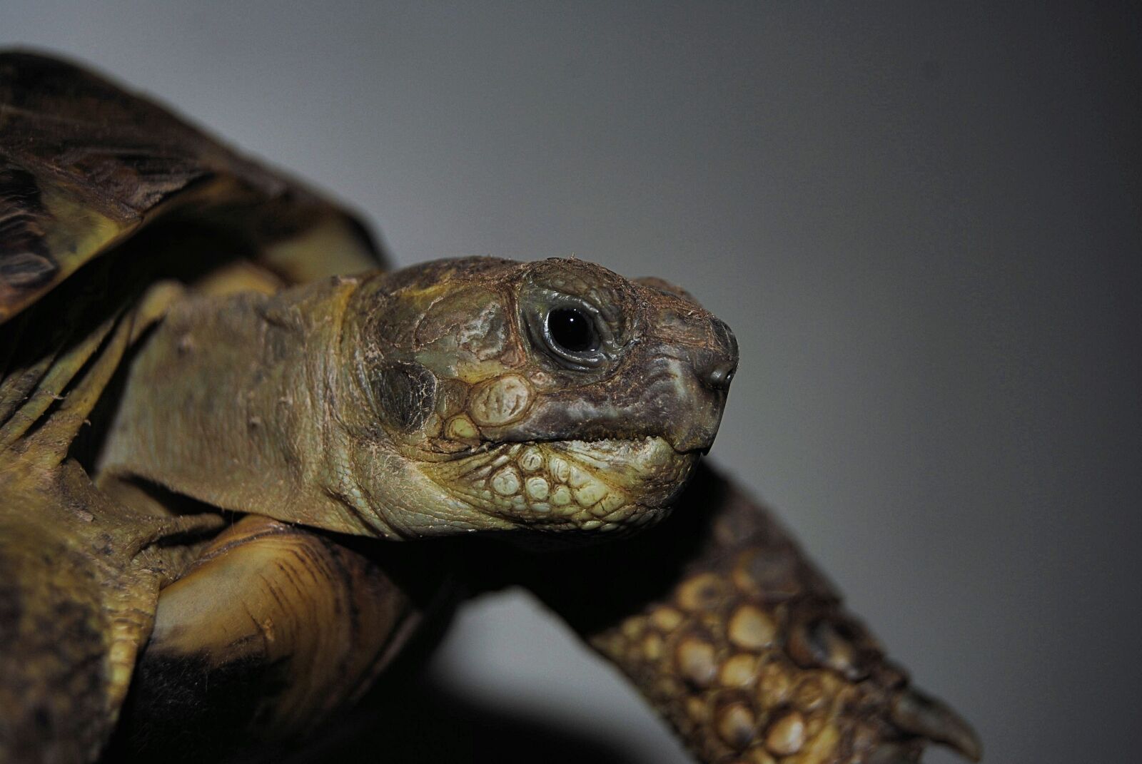 Nikon D3000 sample photo. Turtle, reptile, water turtle photography