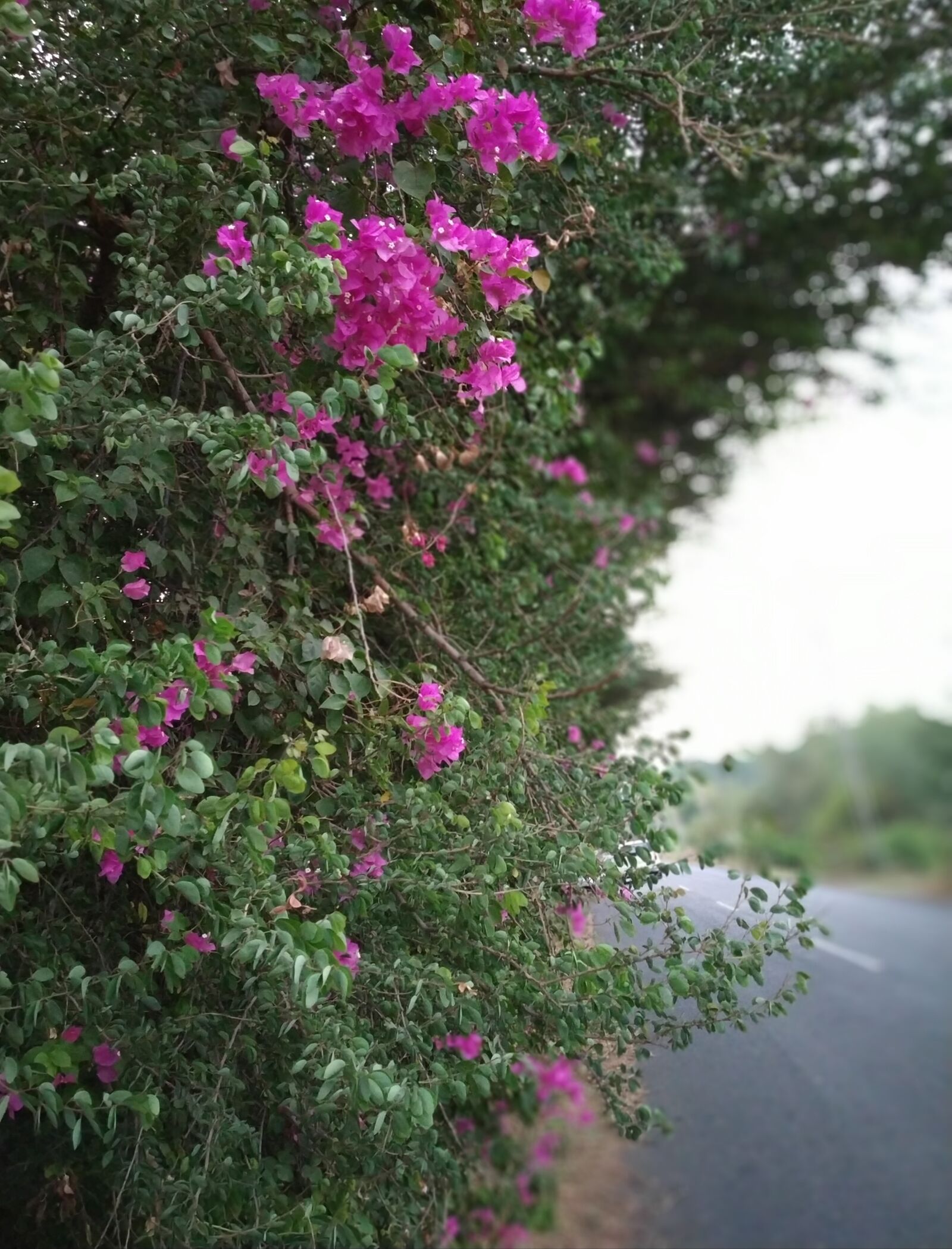 Xiaomi Redmi Note 5 Pro sample photo. Flower portrait, flowers, outdoors photography