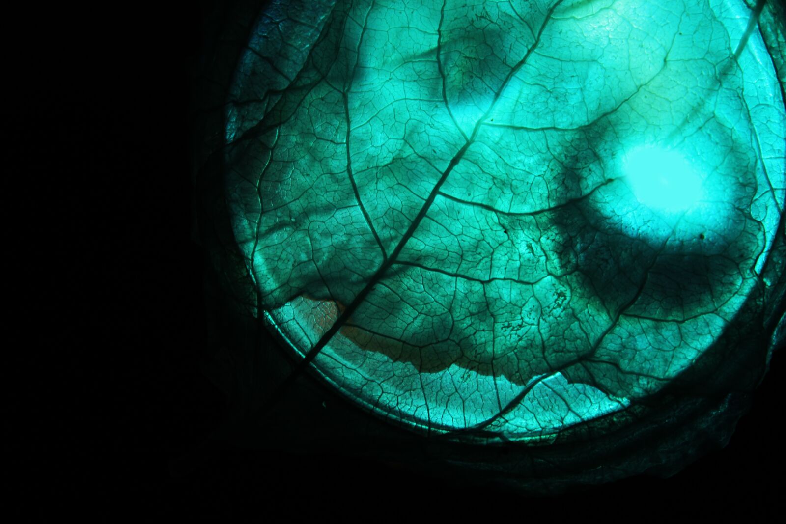 Canon EOS 600D (Rebel EOS T3i / EOS Kiss X5) sample photo. Leaf, blue, silhouette photography