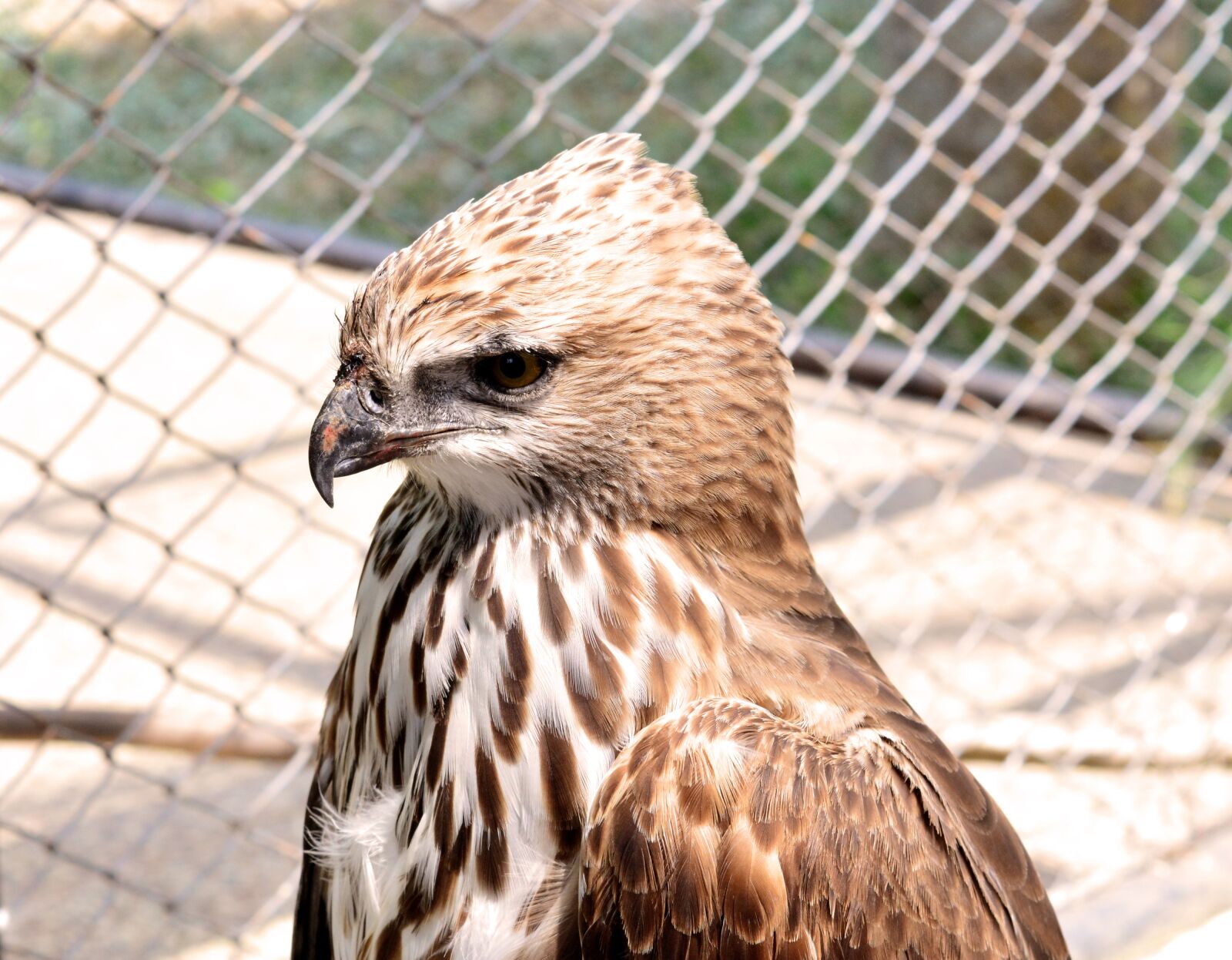 Nikon D5200 sample photo. Eagle, bird, animal photography