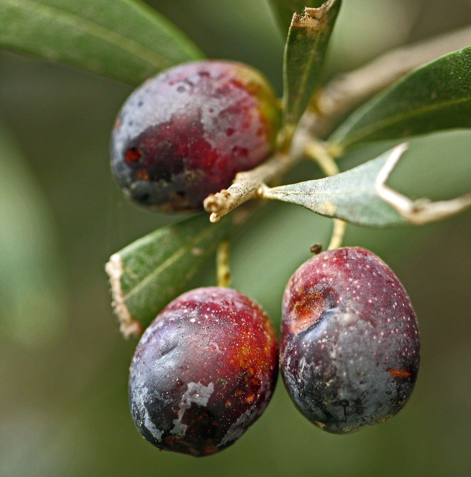 Canon EOS 500D (EOS Rebel T1i / EOS Kiss X3) sample photo. Olive, tree, nature photography