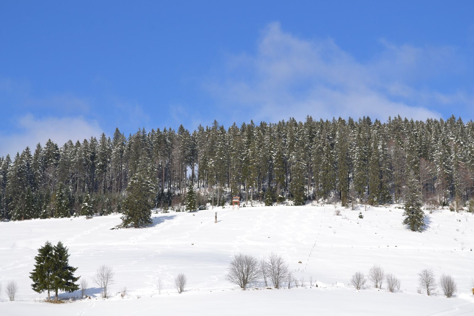 Nikon D3100 sample photo. Winter, forest, cold photography