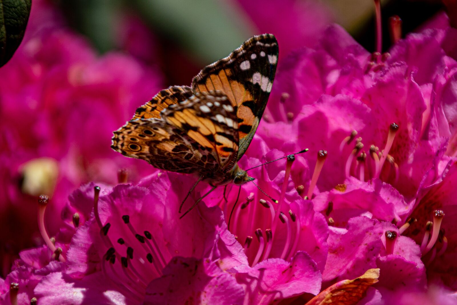 Canon EOS 750D (EOS Rebel T6i / EOS Kiss X8i) sample photo. Butterfly, rhododendron, flower photography