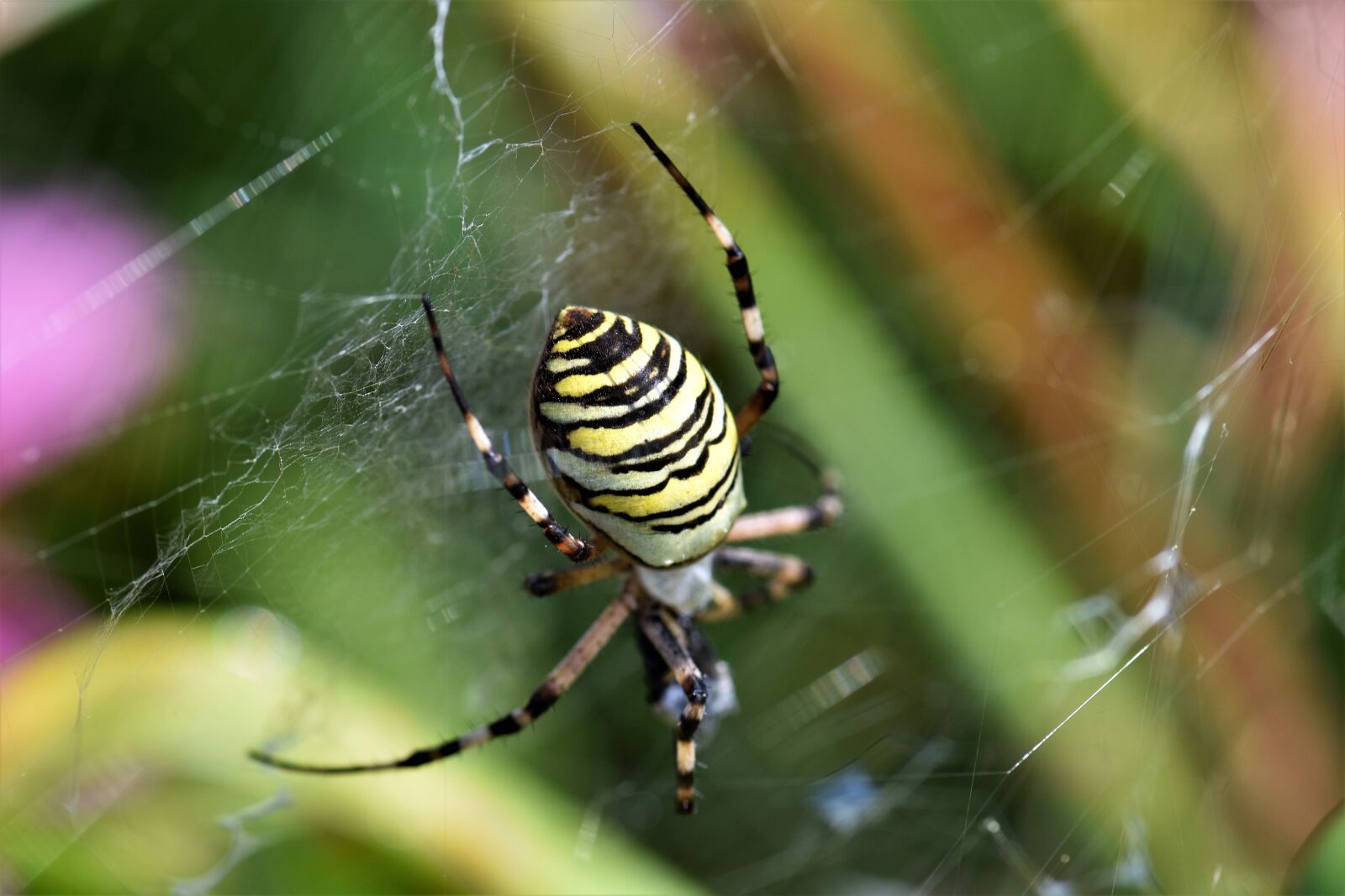 Nikon D5500 sample photo. Wasp spider, spider, black photography