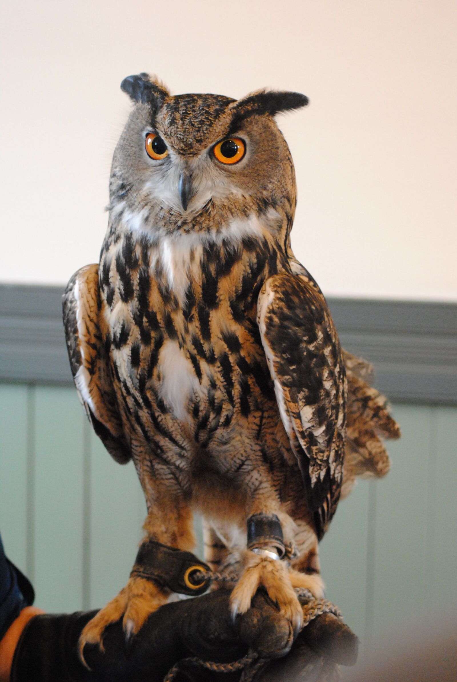 Nikon D3000 sample photo. Owl, great horned owl photography